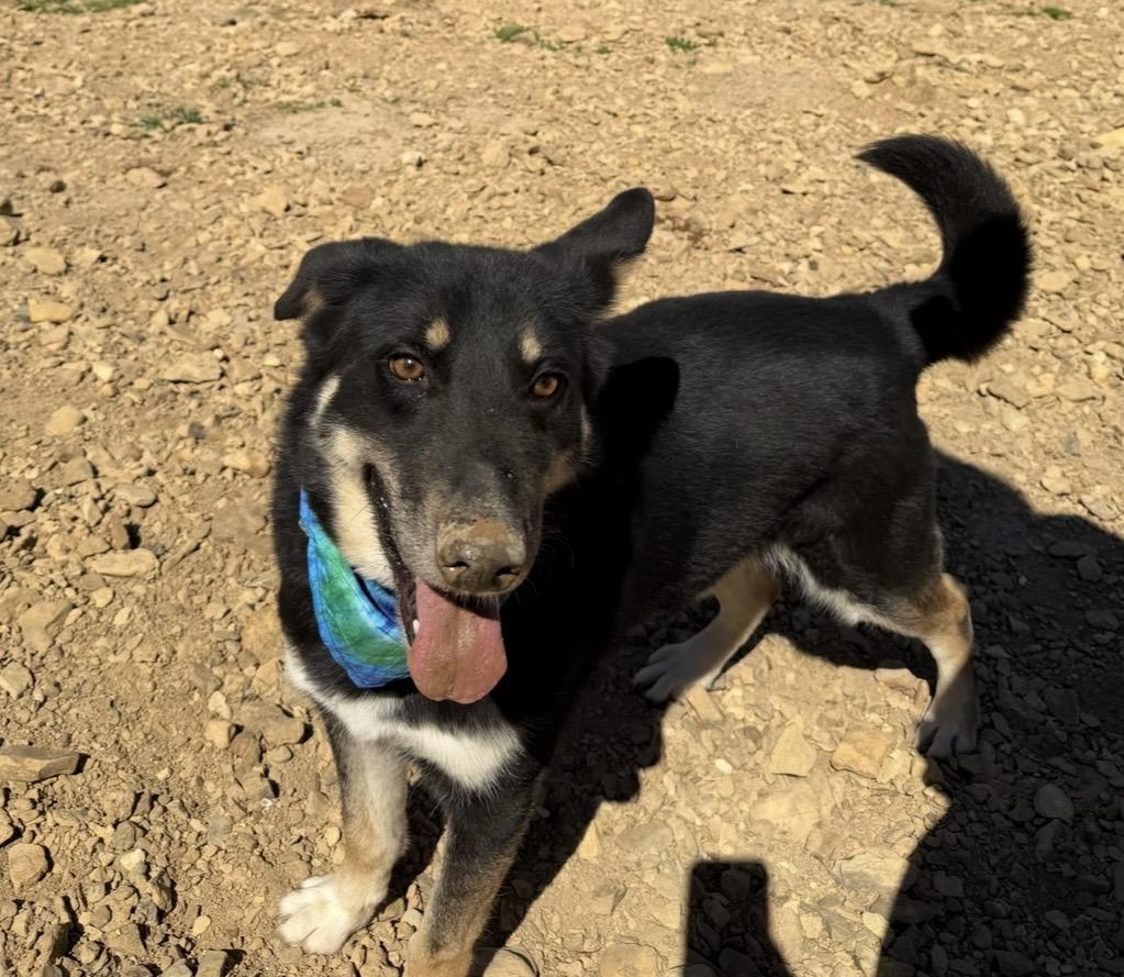 Enlarge Charlie, a Adoptable mixed breed in Scottsville, KY image 2/5