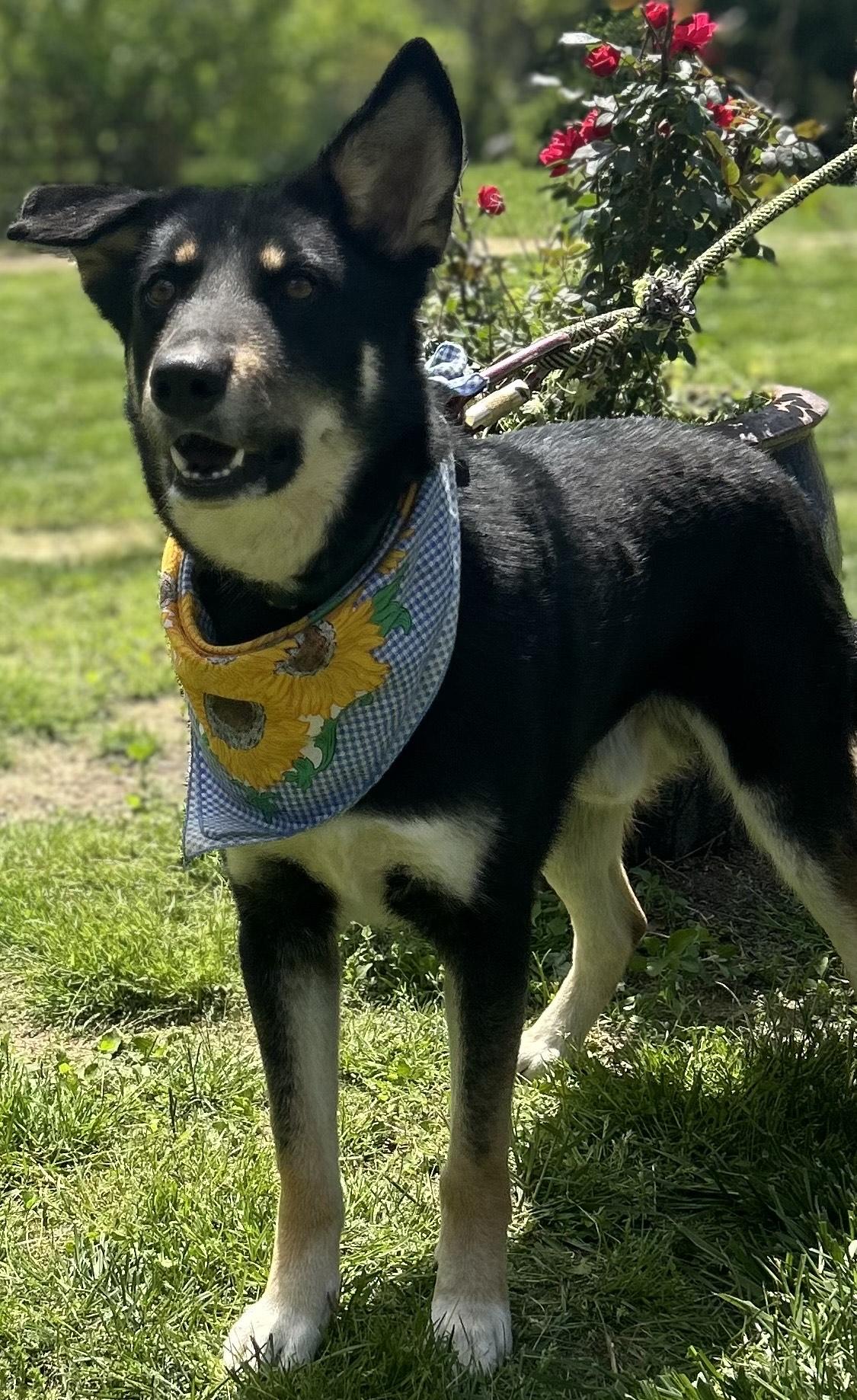 Enlarge Charlie, a Adoptable mixed breed in Scottsville, KY image 4/6