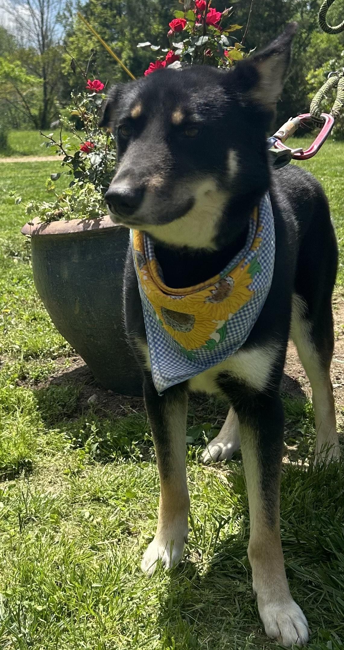 Charlie, Adoptable, Adult Male Australian Shepherd.
