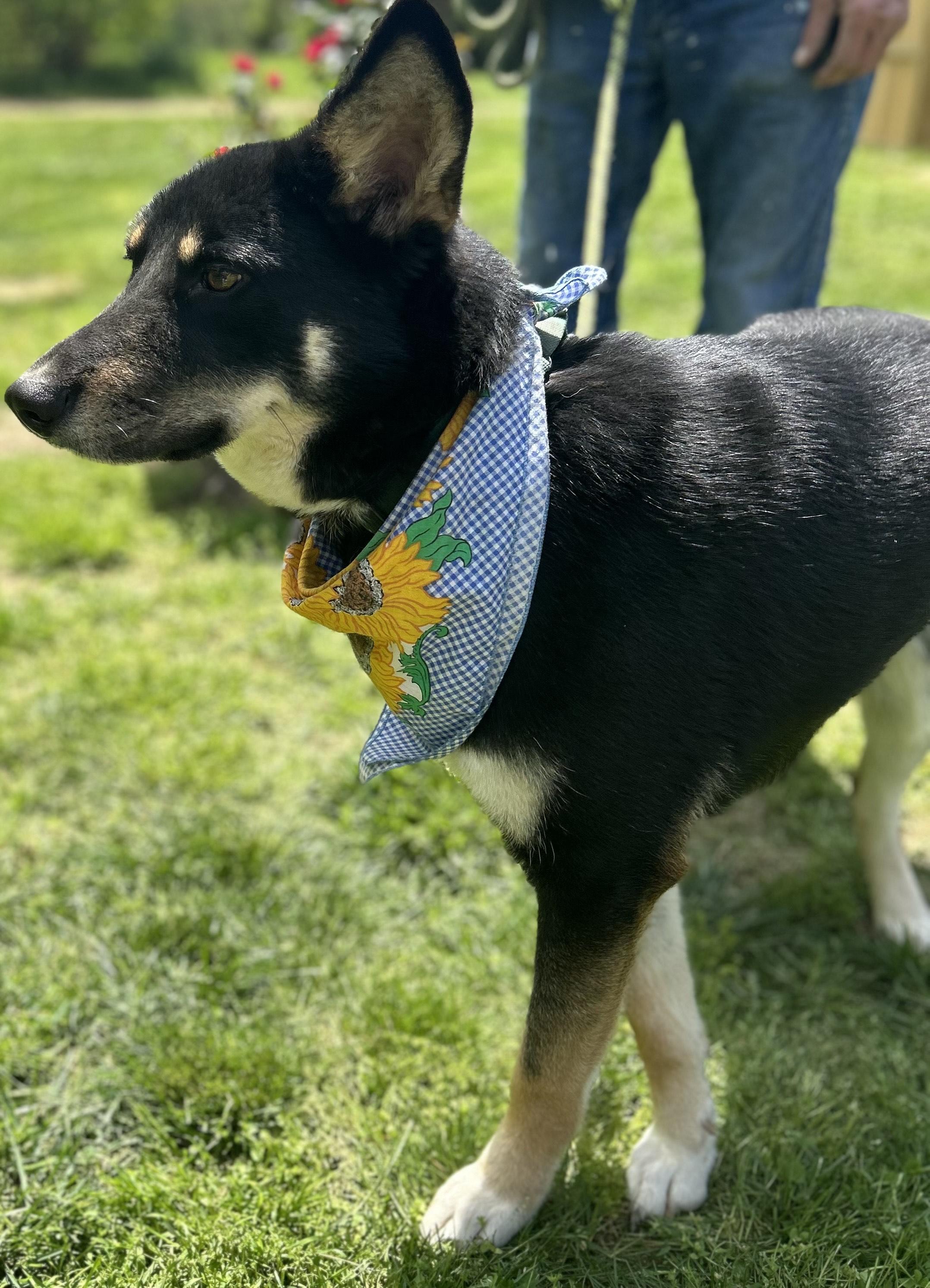 Enlarge Charlie, a Adoptable mixed breed in Scottsville, KY image 5/6