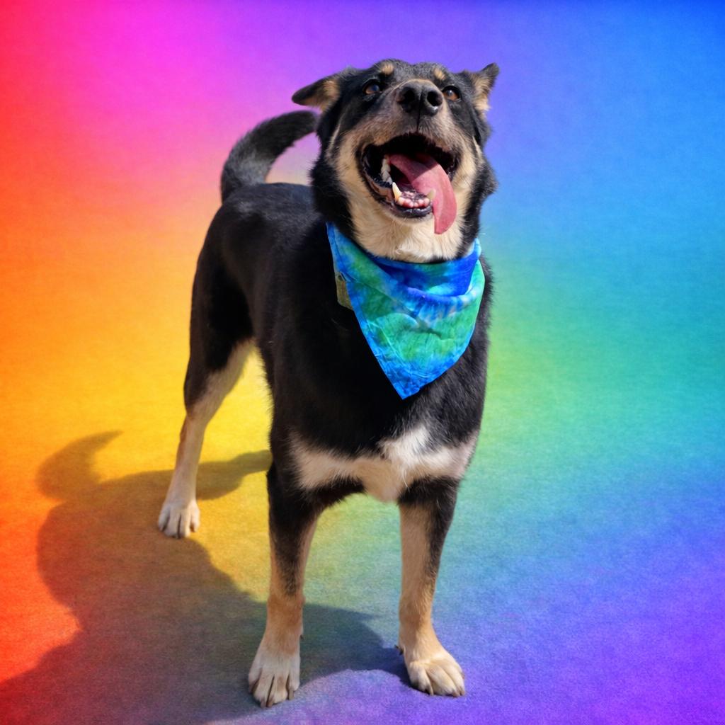 Charlie, Adoptable, Adult Male German Shepherd Dog & Collie.