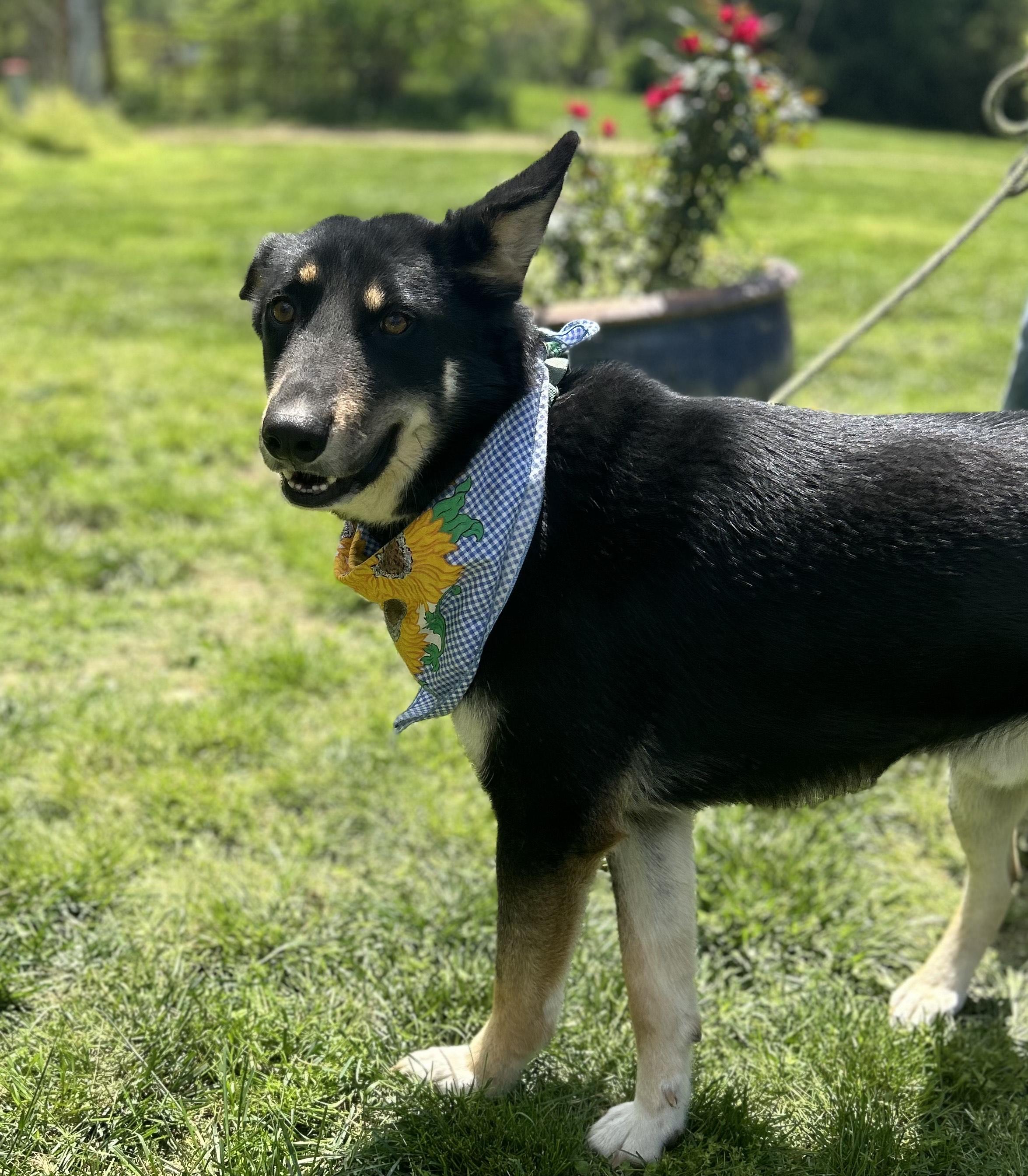 Enlarge Charlie, a Adoptable mixed breed in Scottsville, KY image 6/6