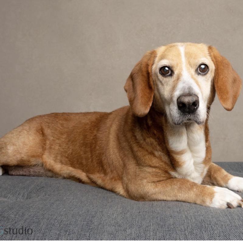 Mona, a Adoptable mixed breed in Seminole, FL image 1/6