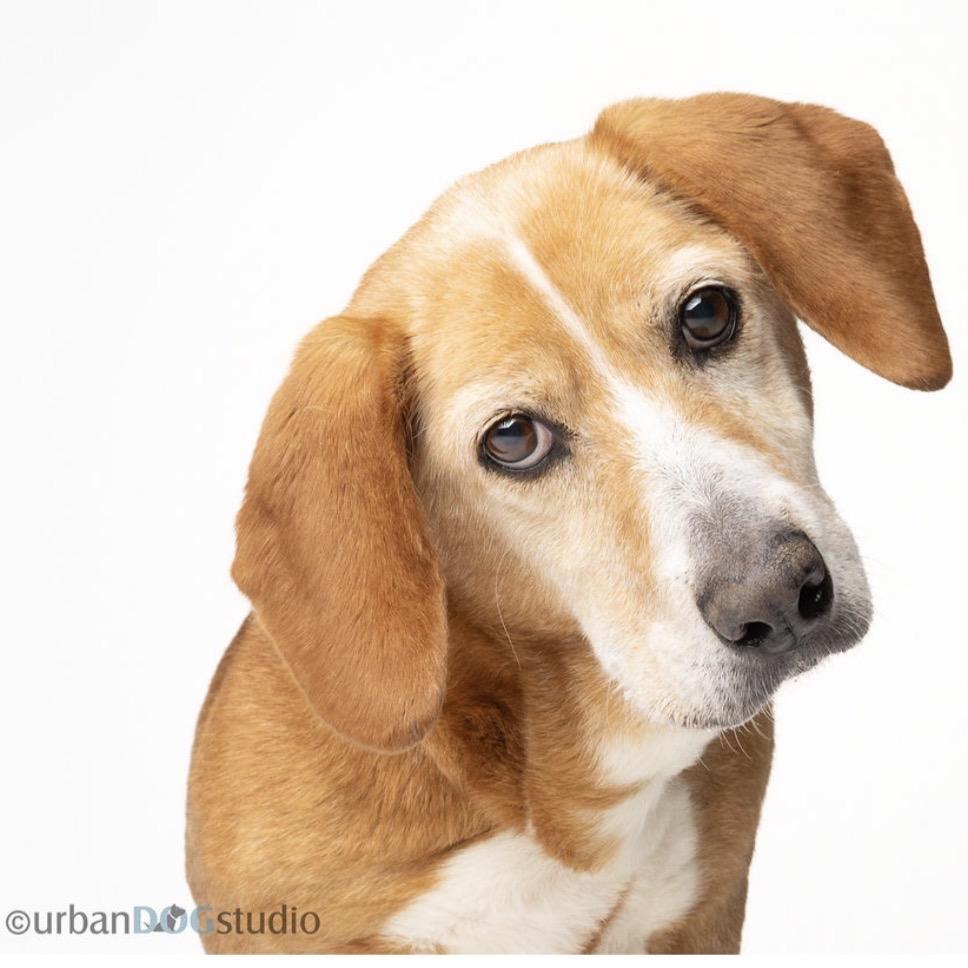 Mona, a Adoptable mixed breed in Seminole, FL image 3/6