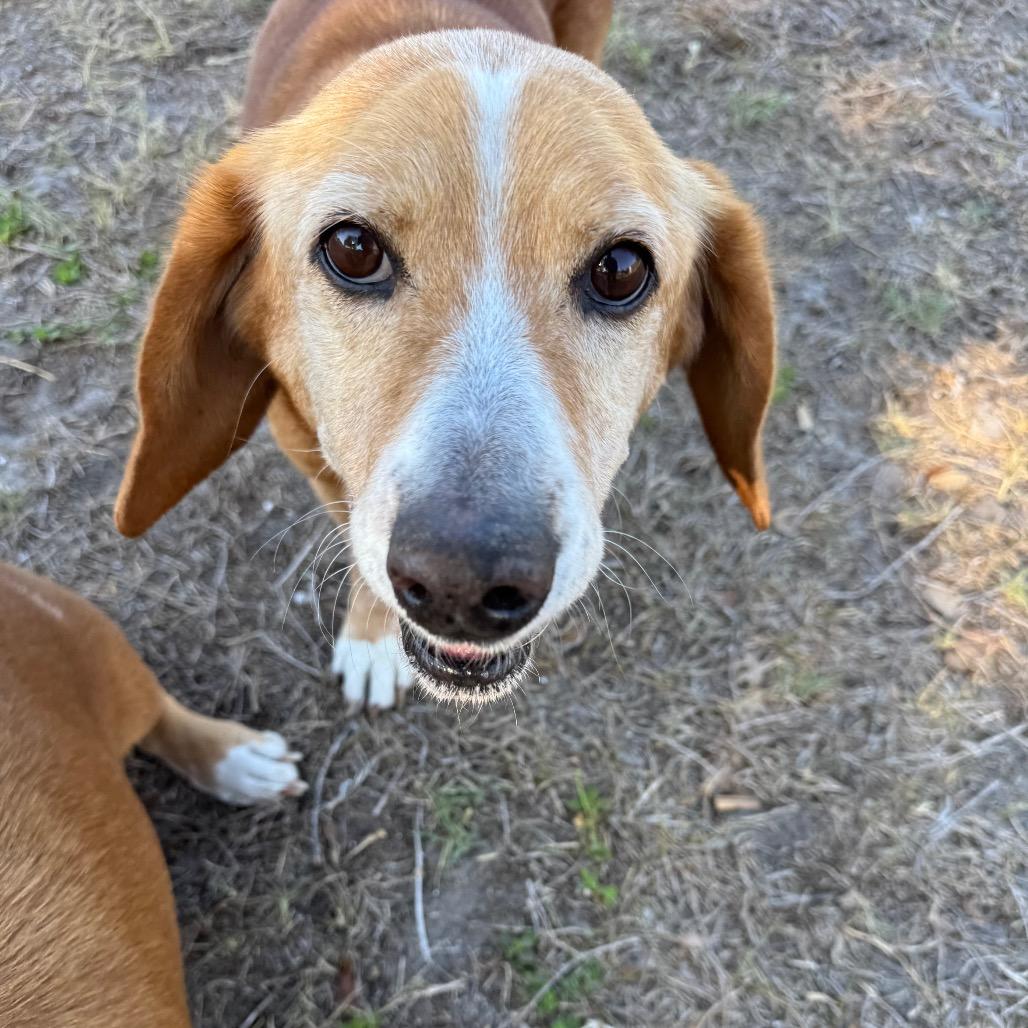 Mona, Adoptable, Senior Female Basset Hound & Beagle.