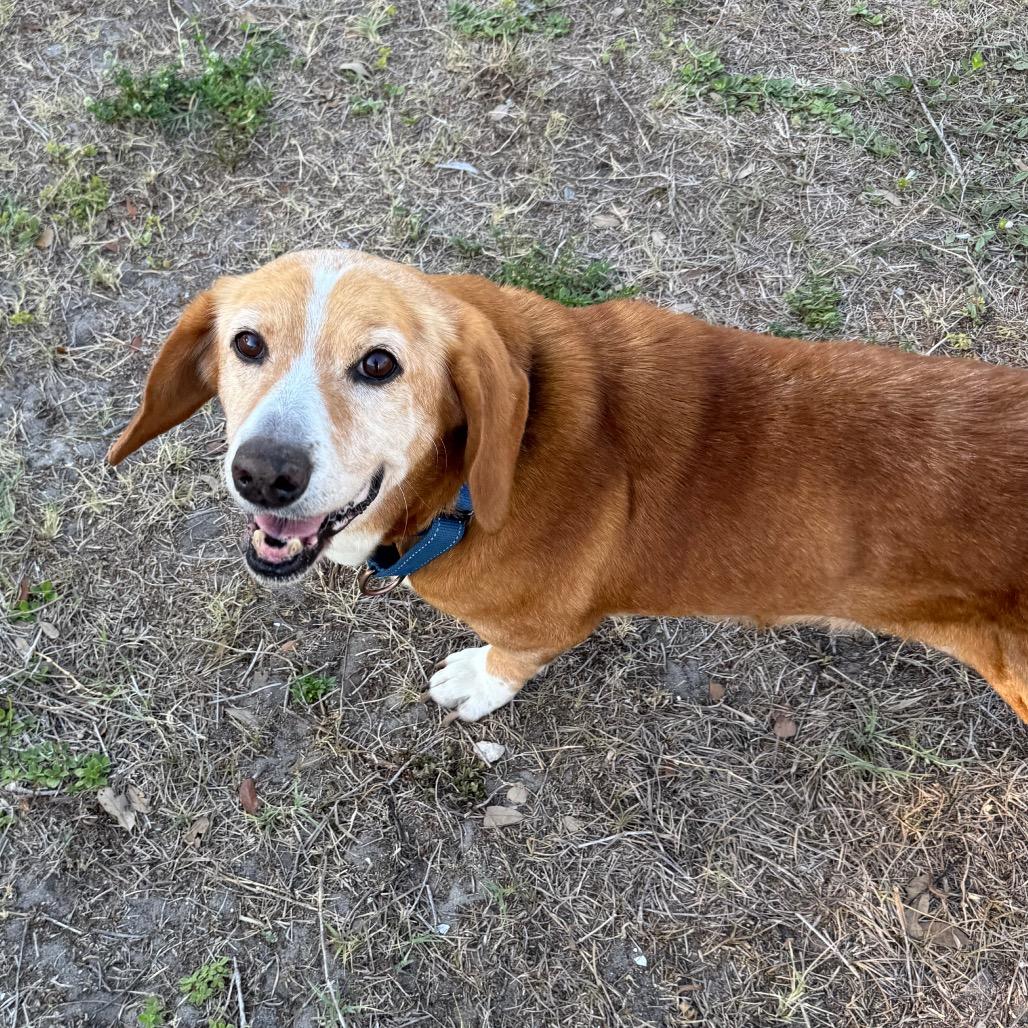 Mona, a Adoptable mixed breed in Seminole, FL image 2/3