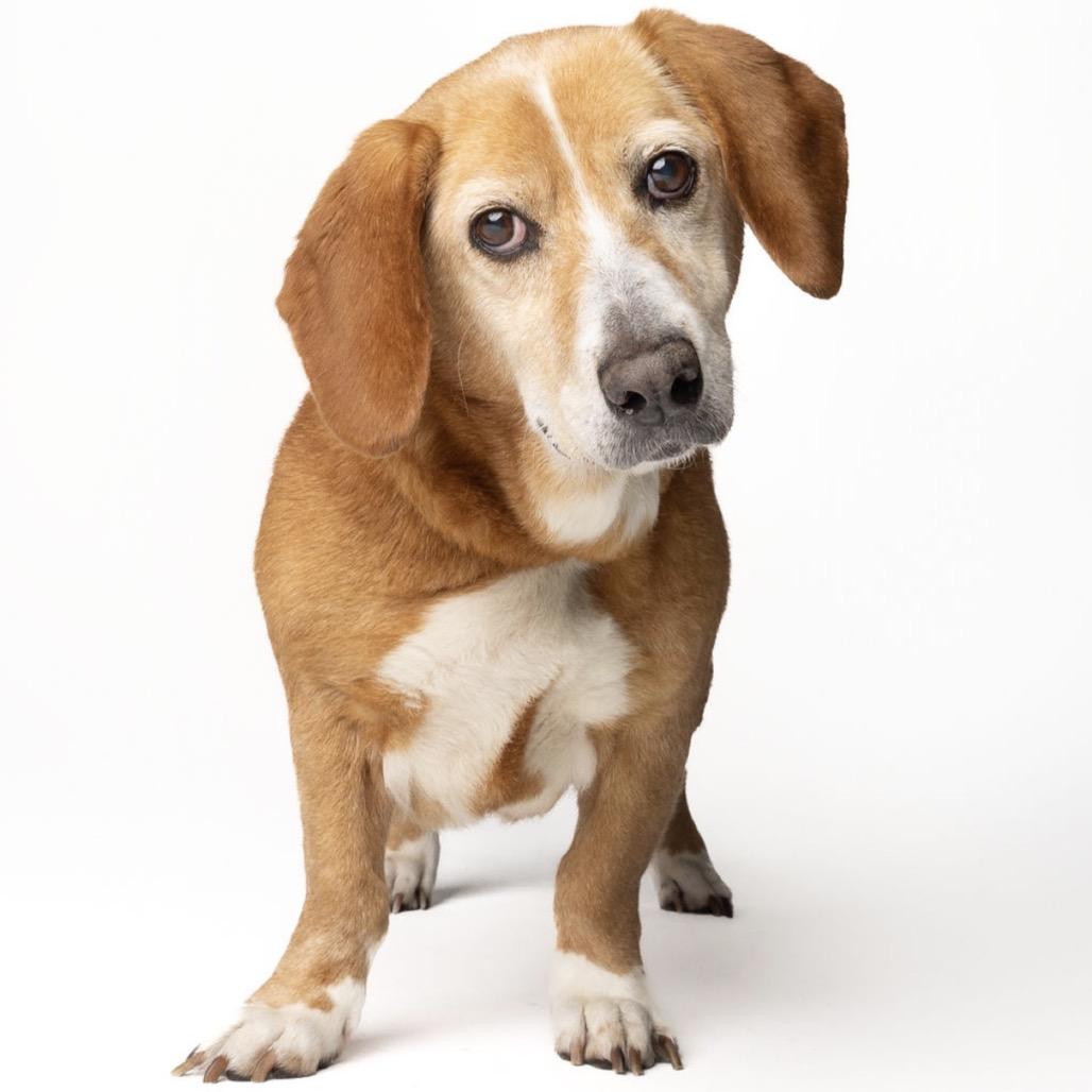 Mona, a Adoptable mixed breed in Seminole, FL image 5/6