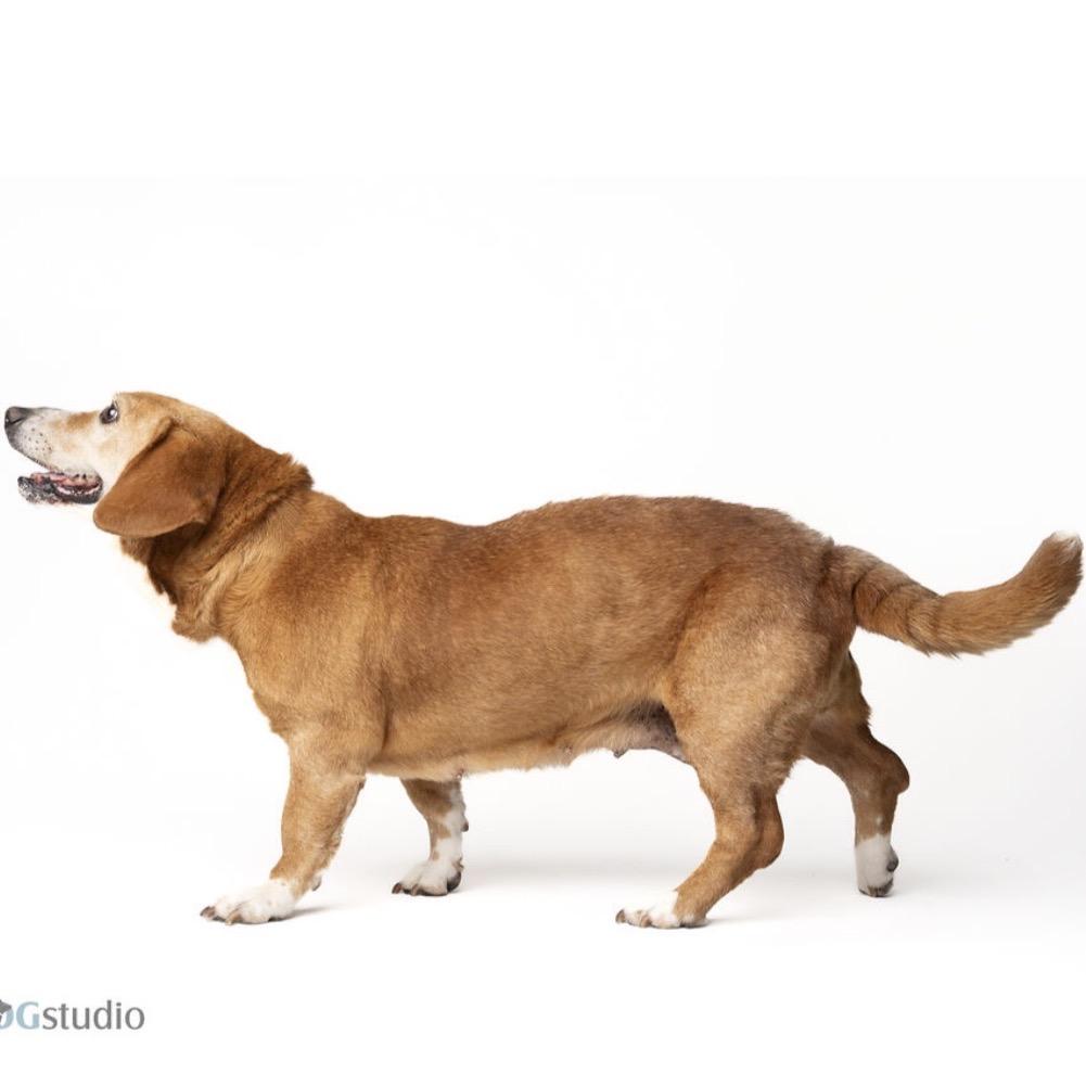 Mona, a Adoptable mixed breed in Seminole, FL image 6/6