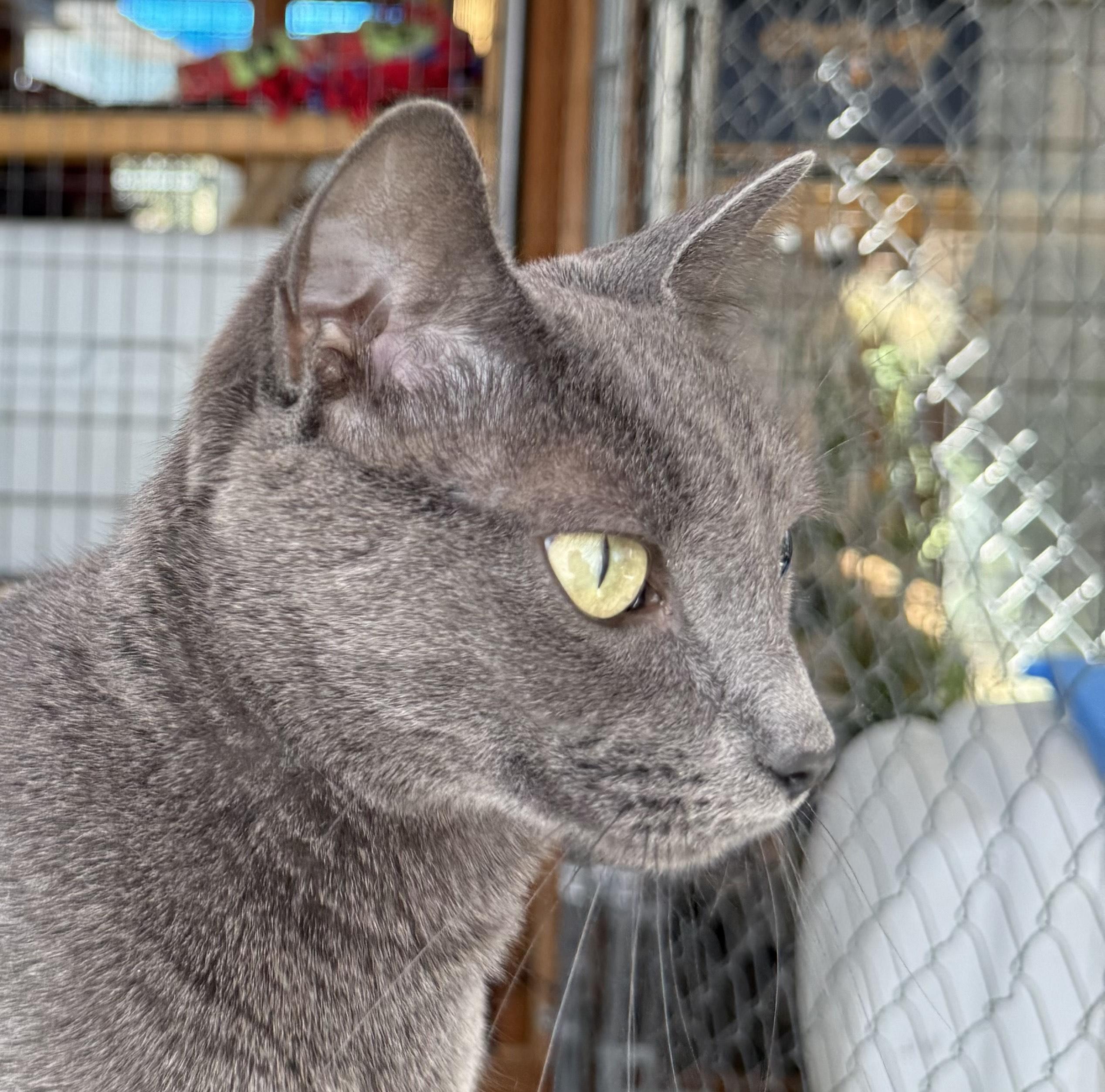 Roo, an adoptable Domestic Short Hair in Butte, MT, 59701 | Photo Image 2
