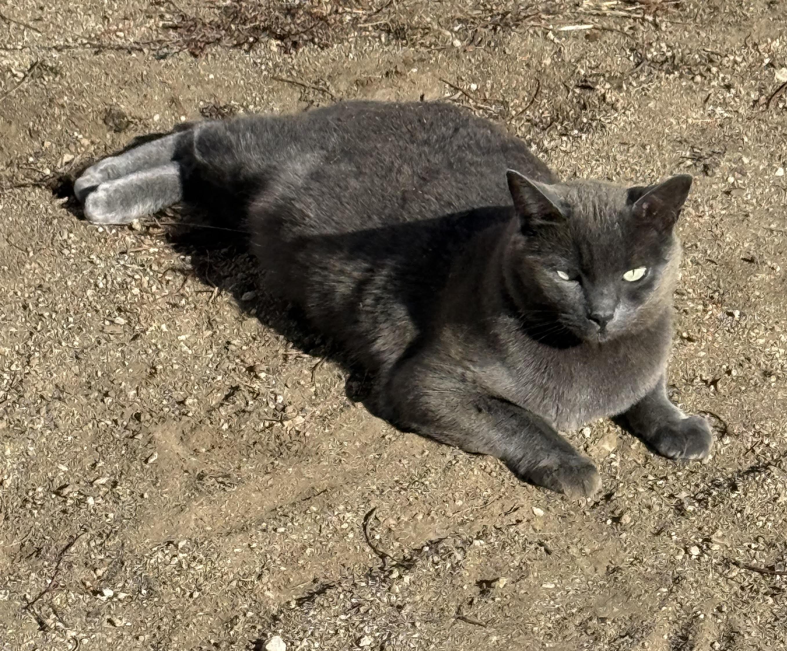 Roo, an adoptable Domestic Short Hair in Butte, MT, 59701 | Photo Image 1