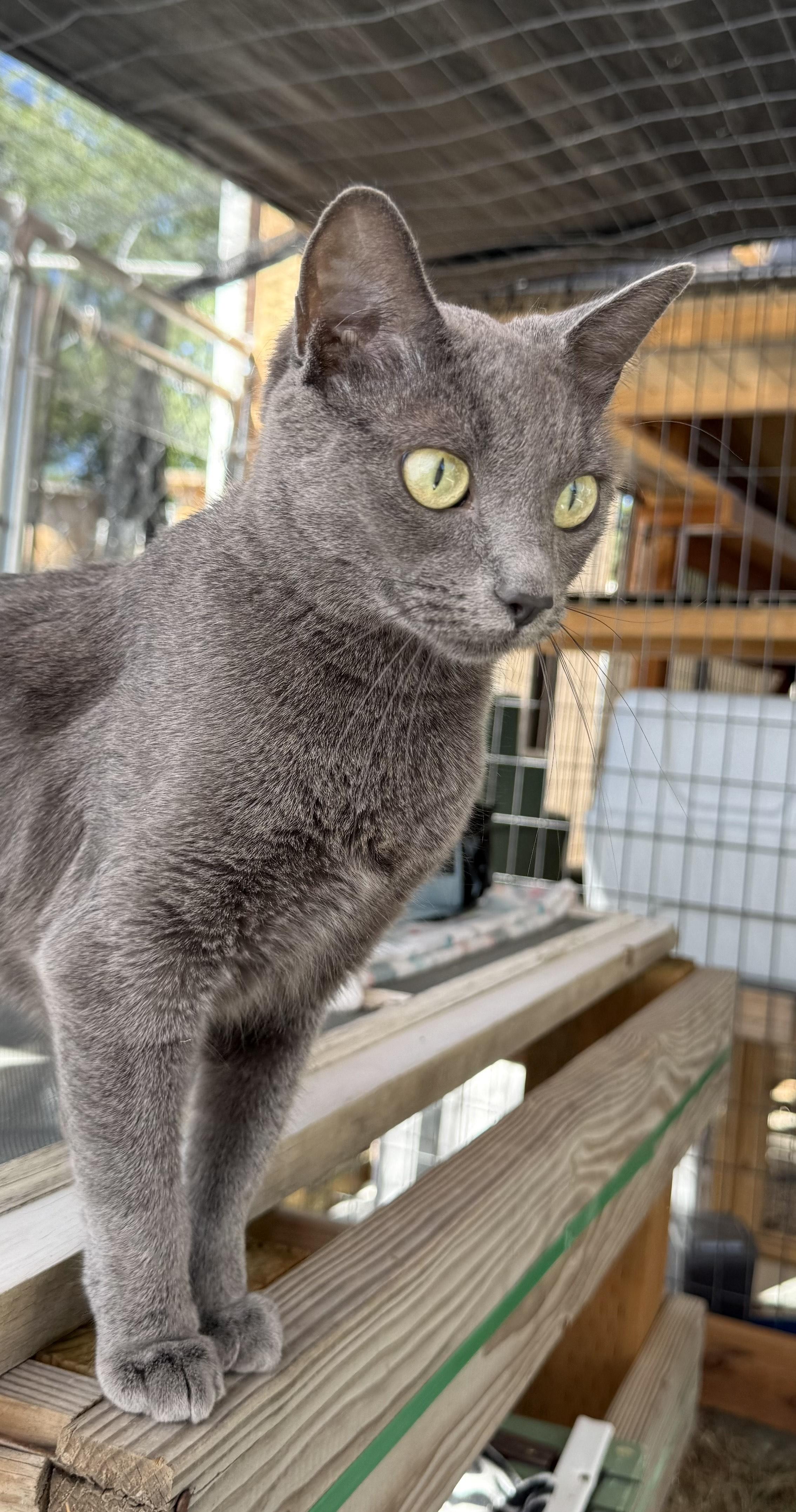 Roo, an adoptable Domestic Short Hair in Butte, MT, 59701 | Photo Image 3