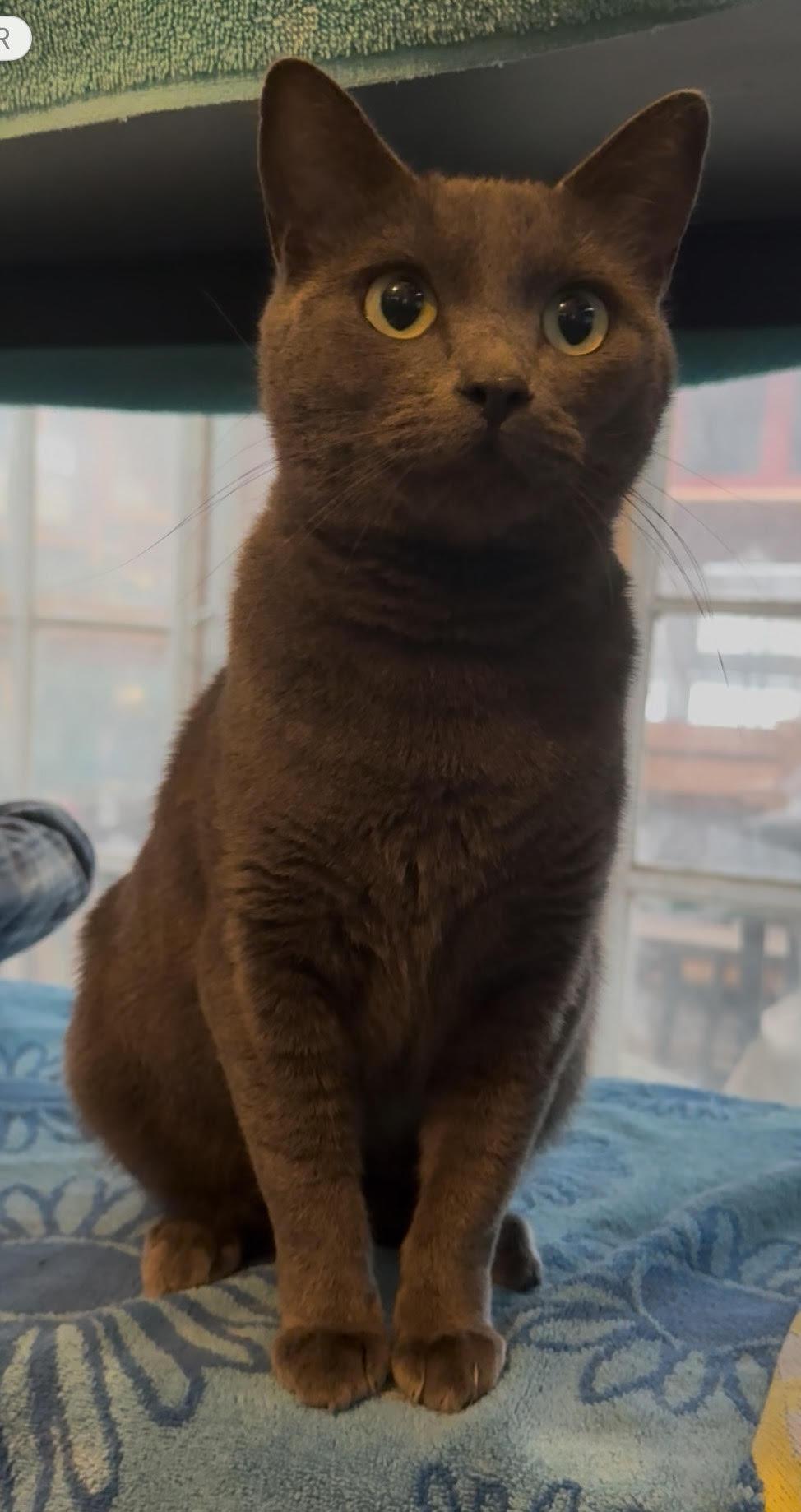 Roo, an adoptable Domestic Short Hair in Butte, MT, 59701 | Photo Image 1