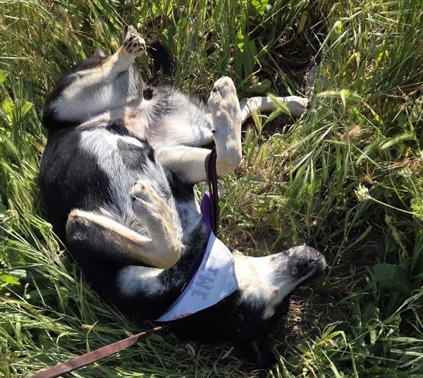 Lulu, Adoptable, Adult Female Australian Kelpie.
