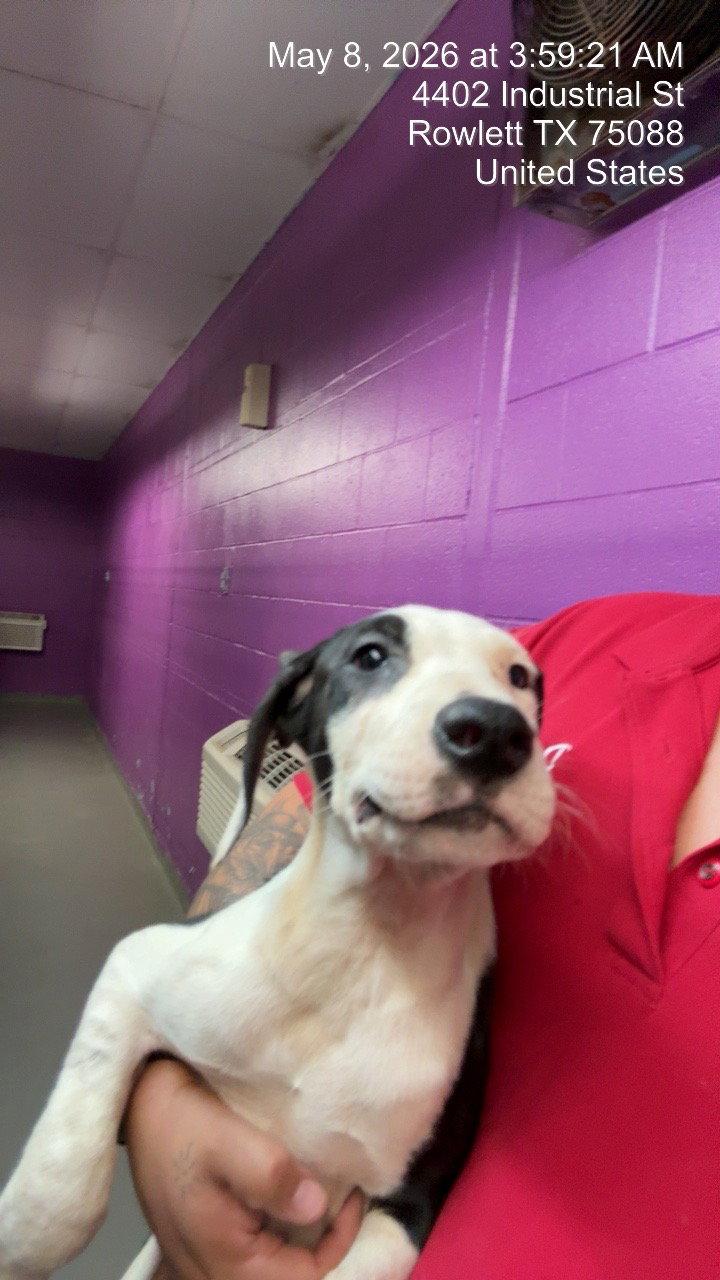 David Ruffin, Adoptable, Young Male Dogo Argentino & Border Collie.