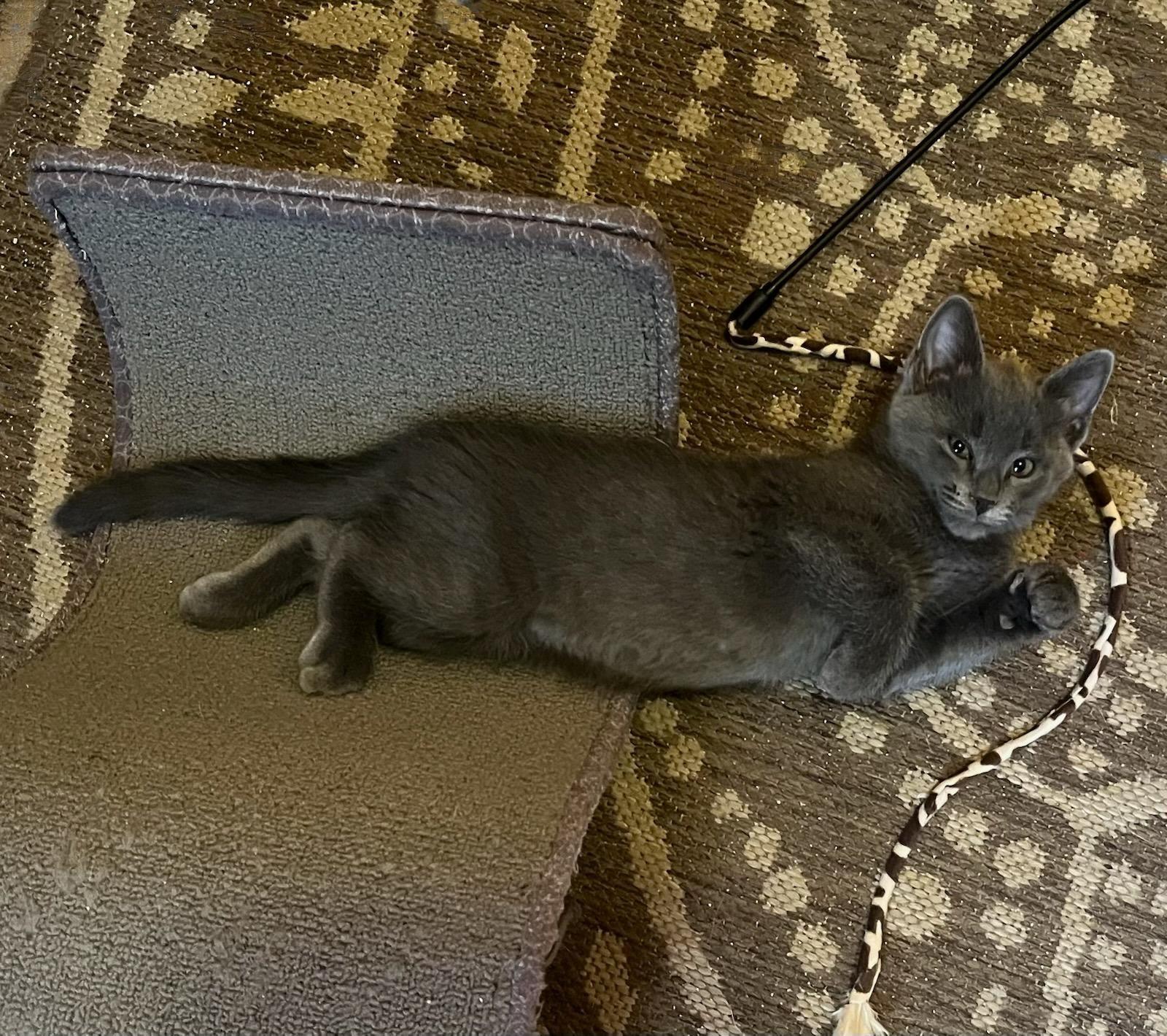 Zinc — As Rare and Refined as His Name