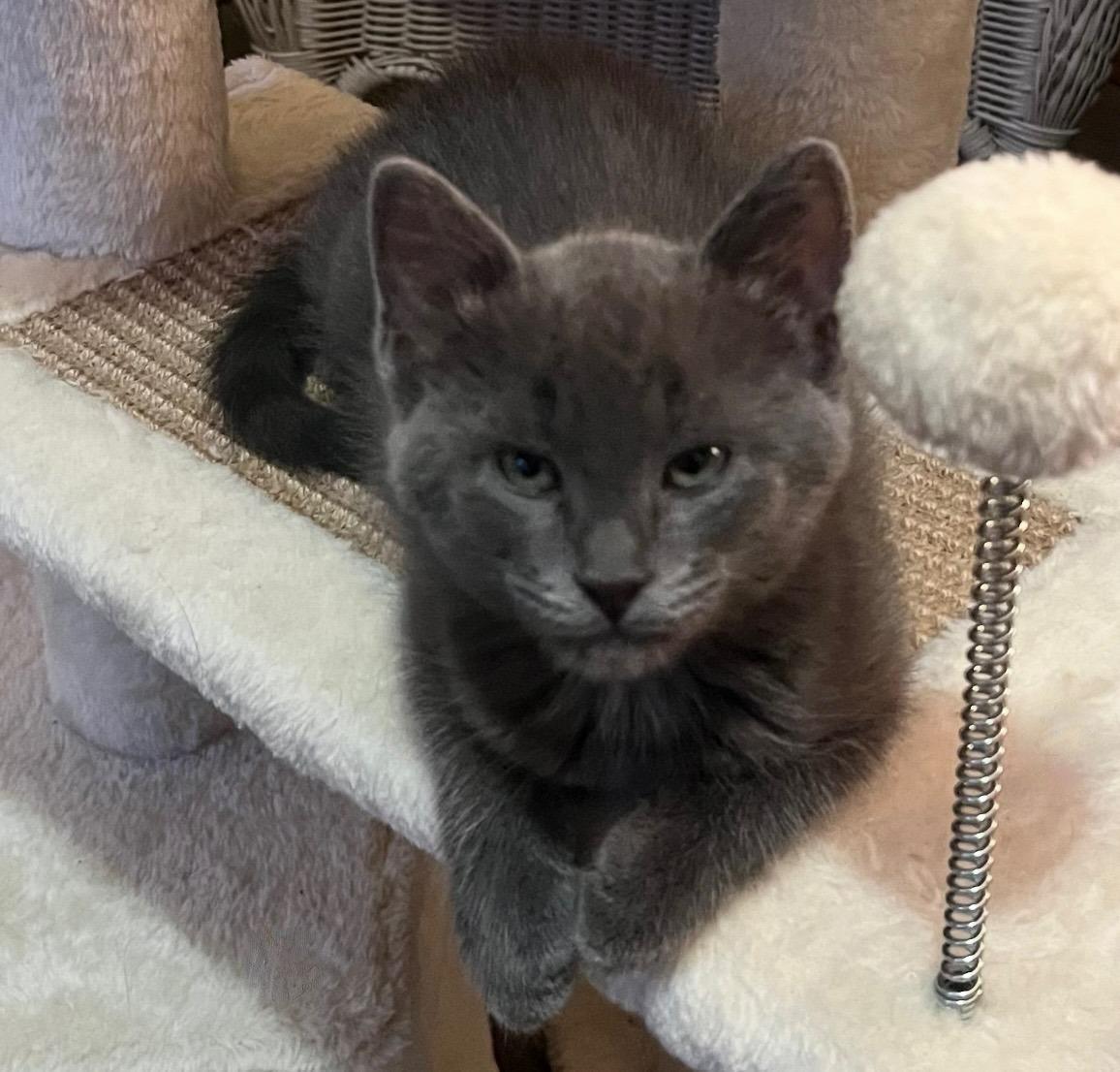 Zinc — As Rare and Refined as His Name