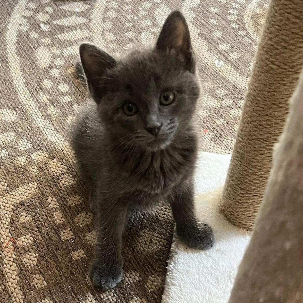 Zinc — As Rare and Refined as His Name