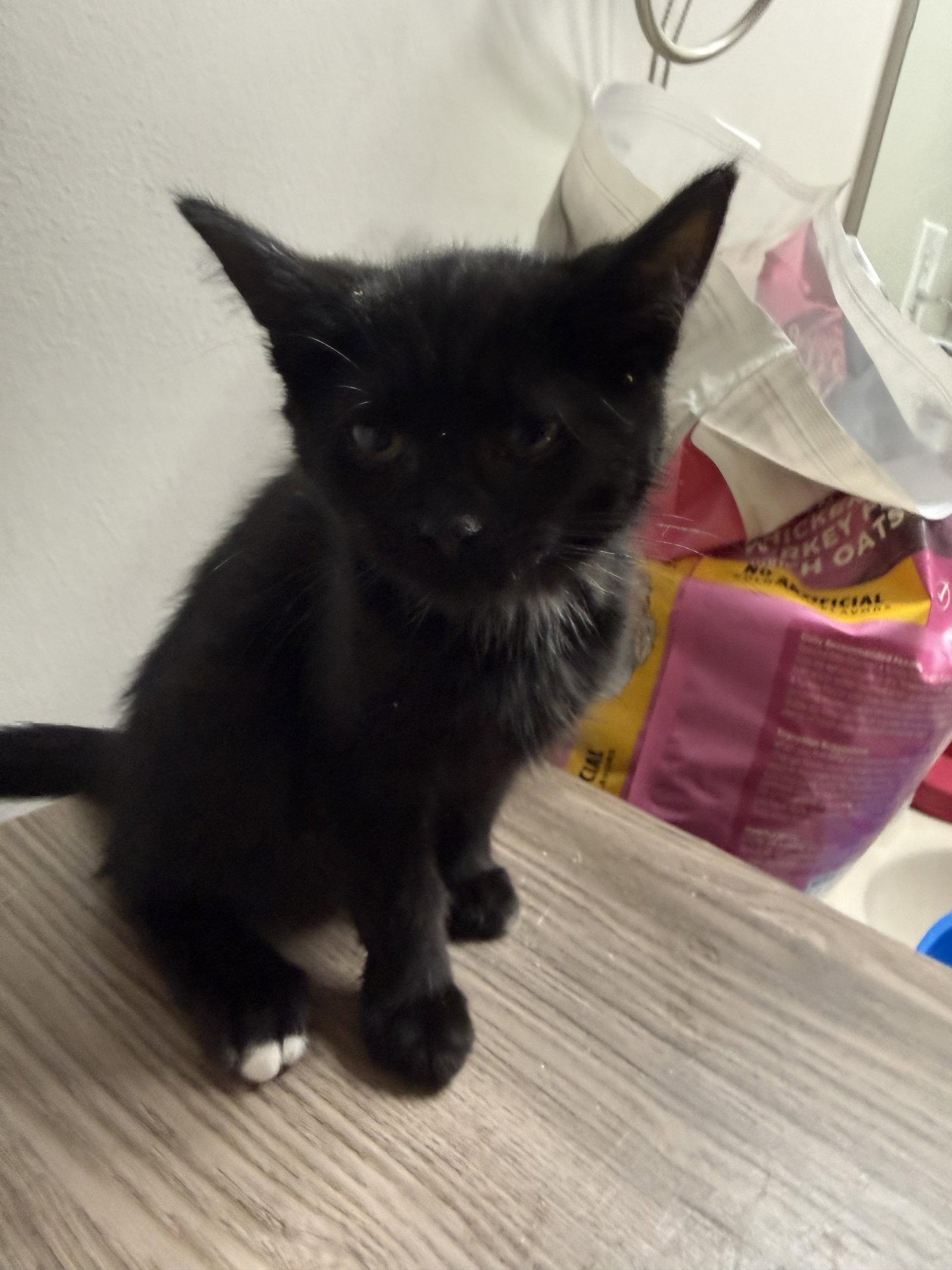 Viva, Adopted, Kitten Female Domestic Short Hair.