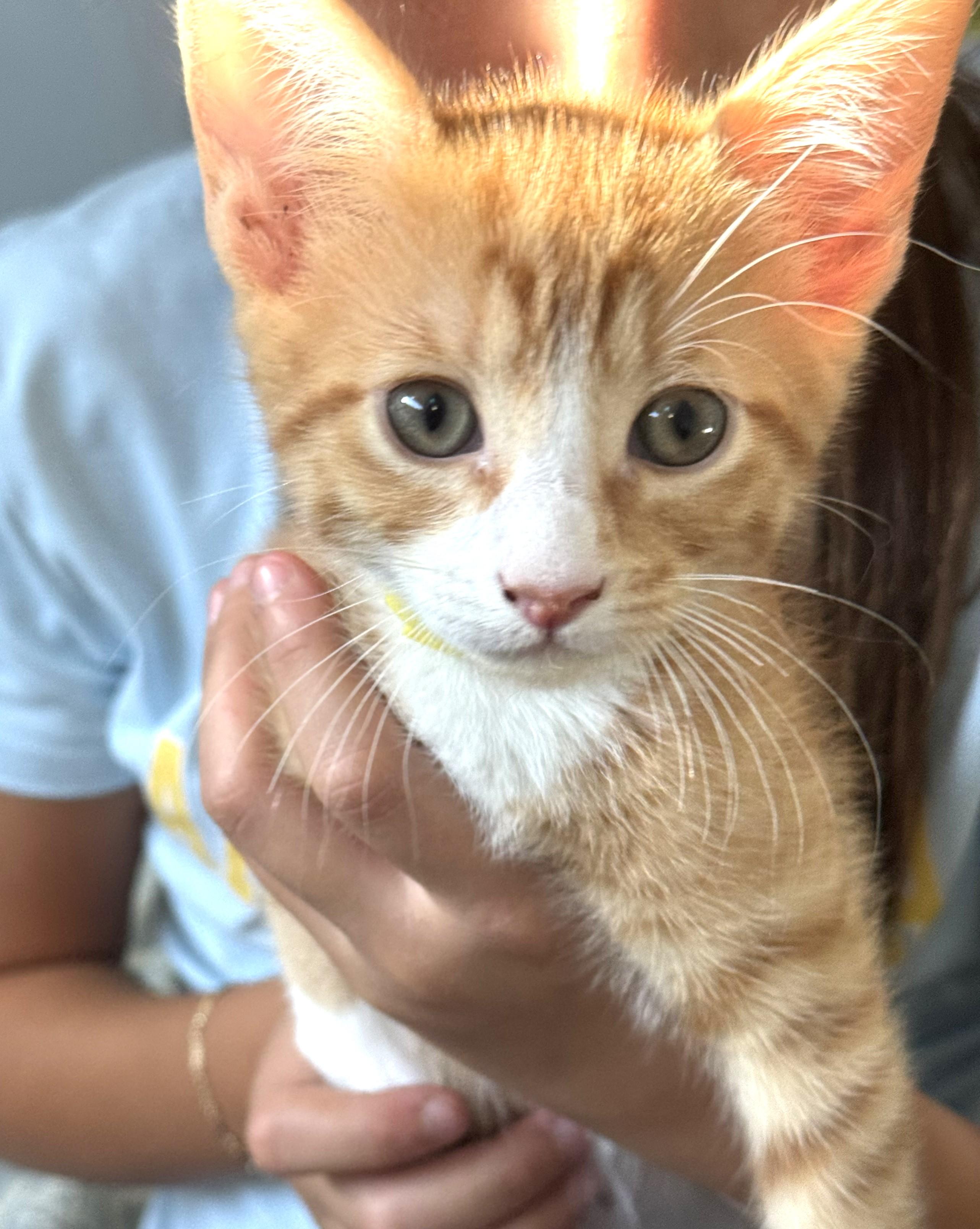 Enlarge Bubs (A142068), a Adopted Tabby in Burbank, CA image 2/5
