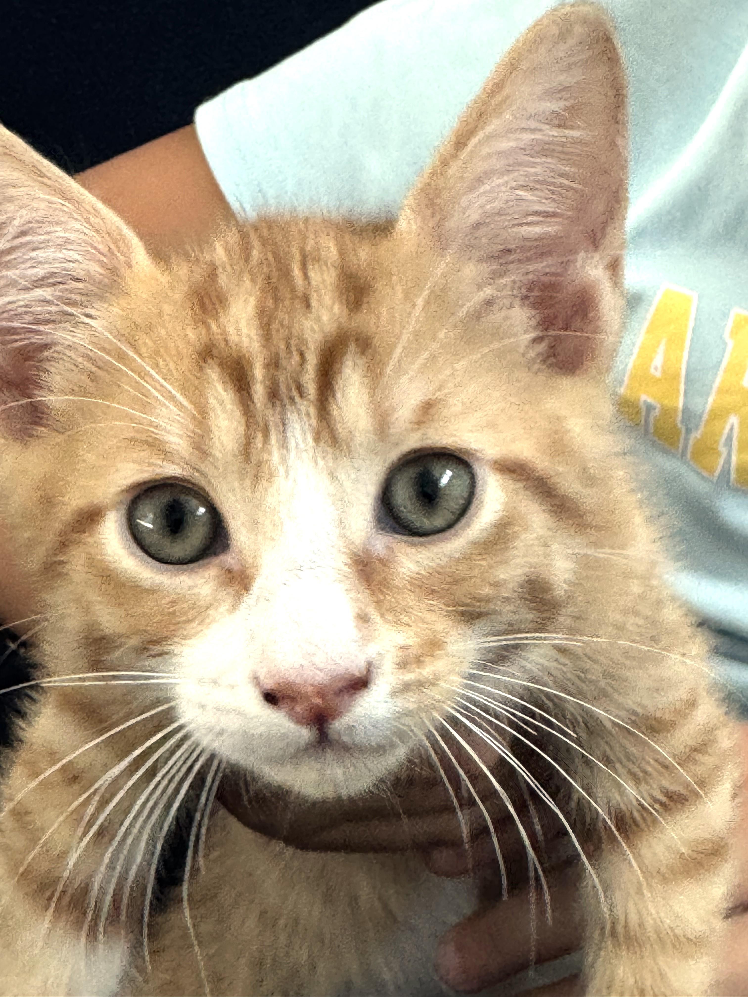 Enlarge Bubs (A142068), a Adopted Tabby in Burbank, CA image 3/5