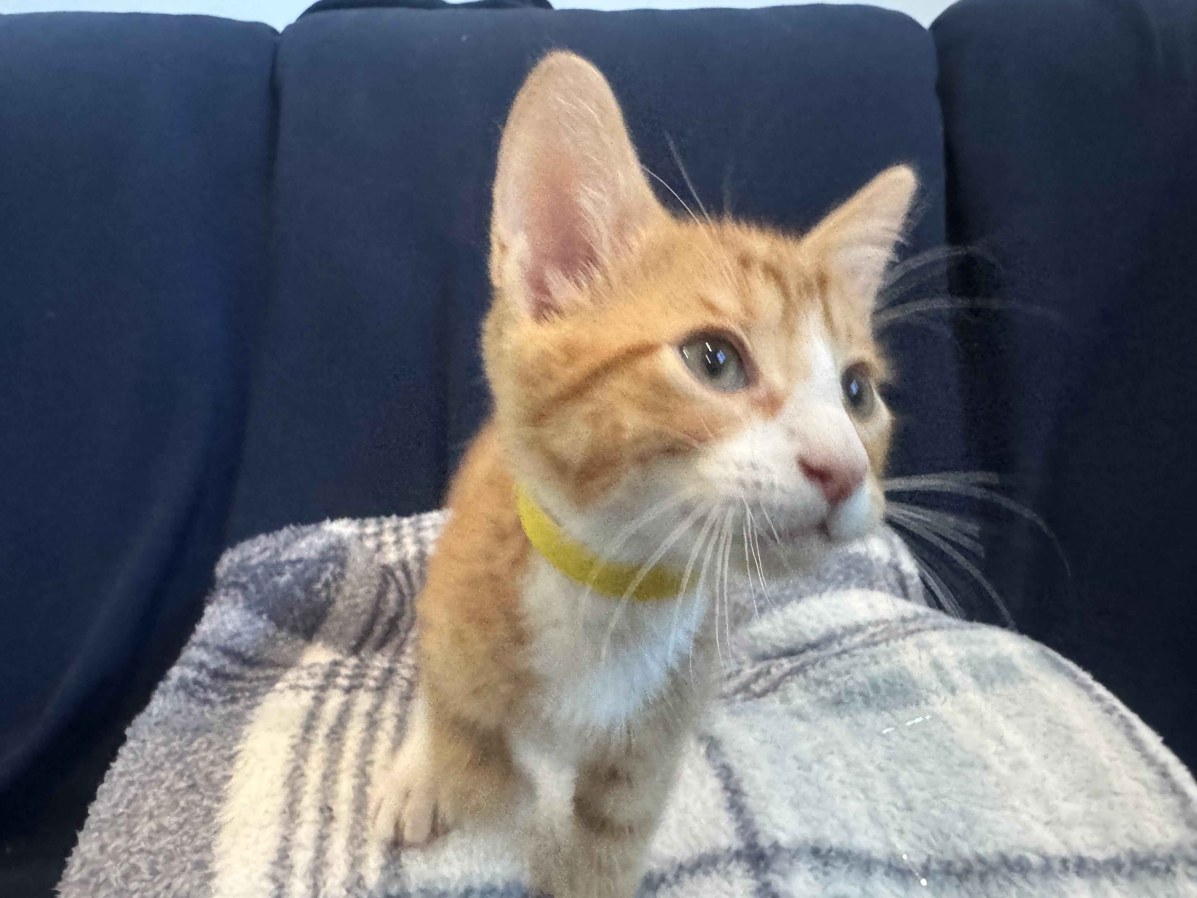 Enlarge Bubs (A142068), a Adopted Tabby in Burbank, CA image 4/5