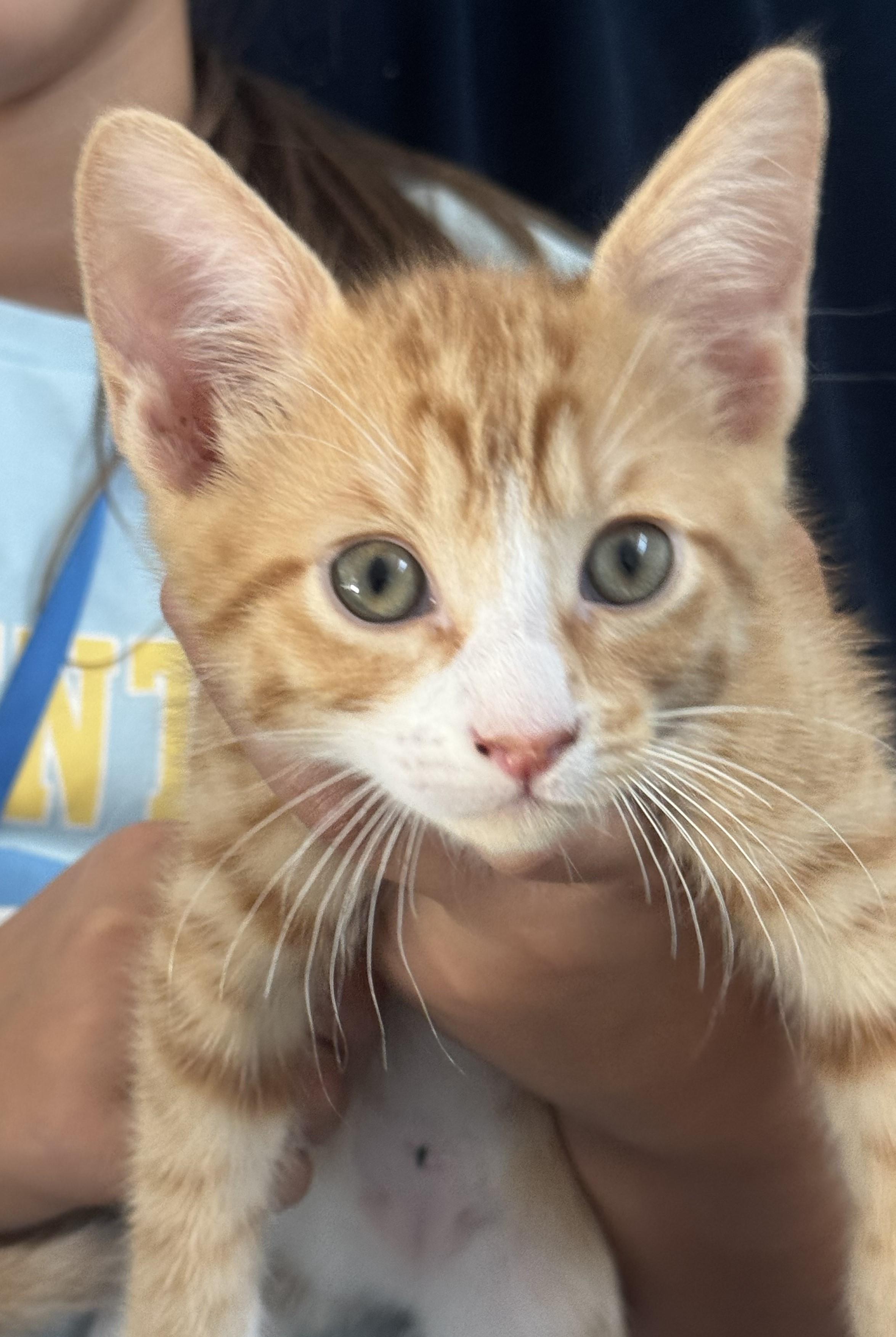 Bubs (A142068), Adopted, Kitten Male Tabby.