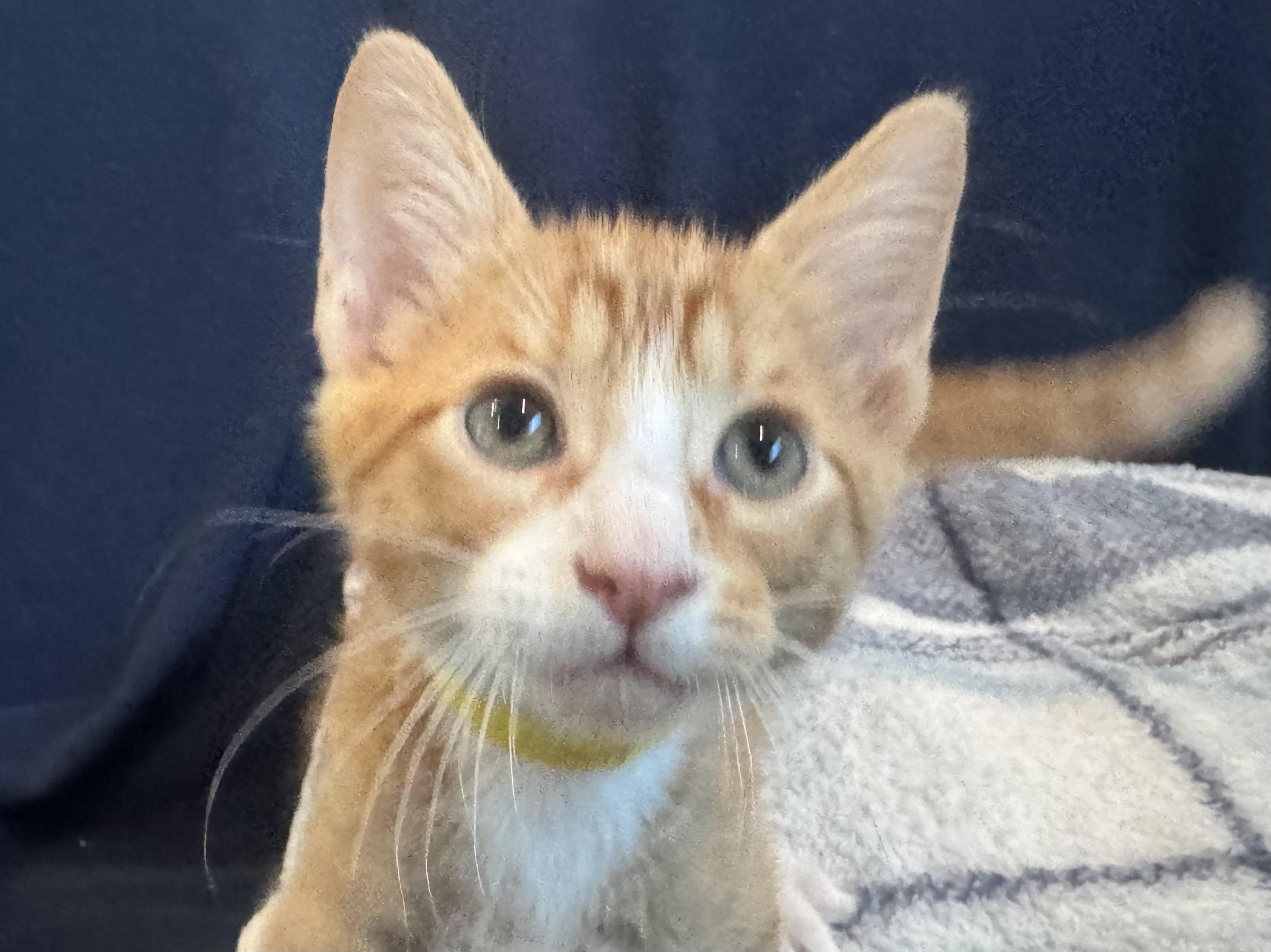 Enlarge Bubs (A142068), a Adopted Tabby in Burbank, CA image 5/5