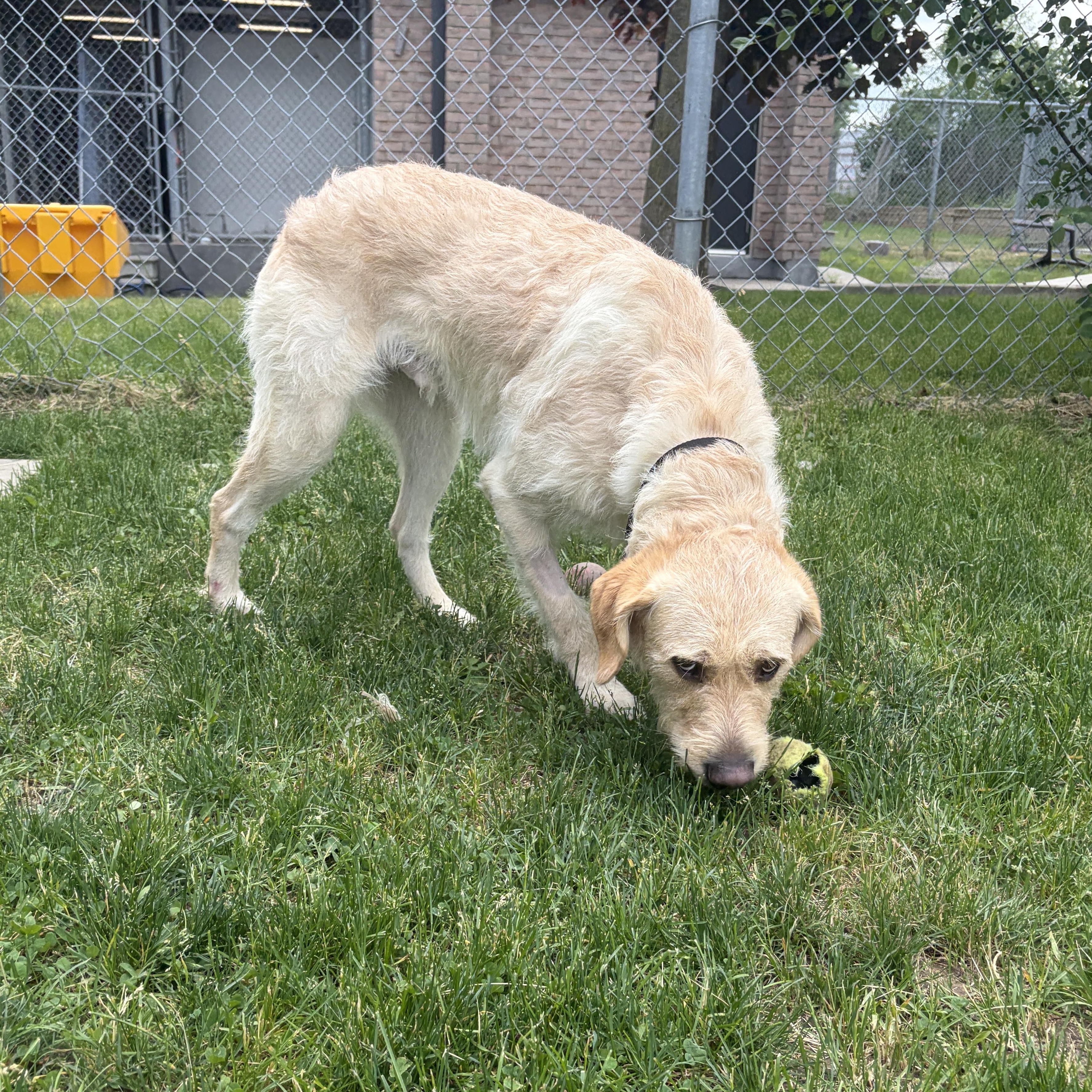 Enlarge Lincoln, an adoptable mixed breed in Mississauga, ON image 6/6