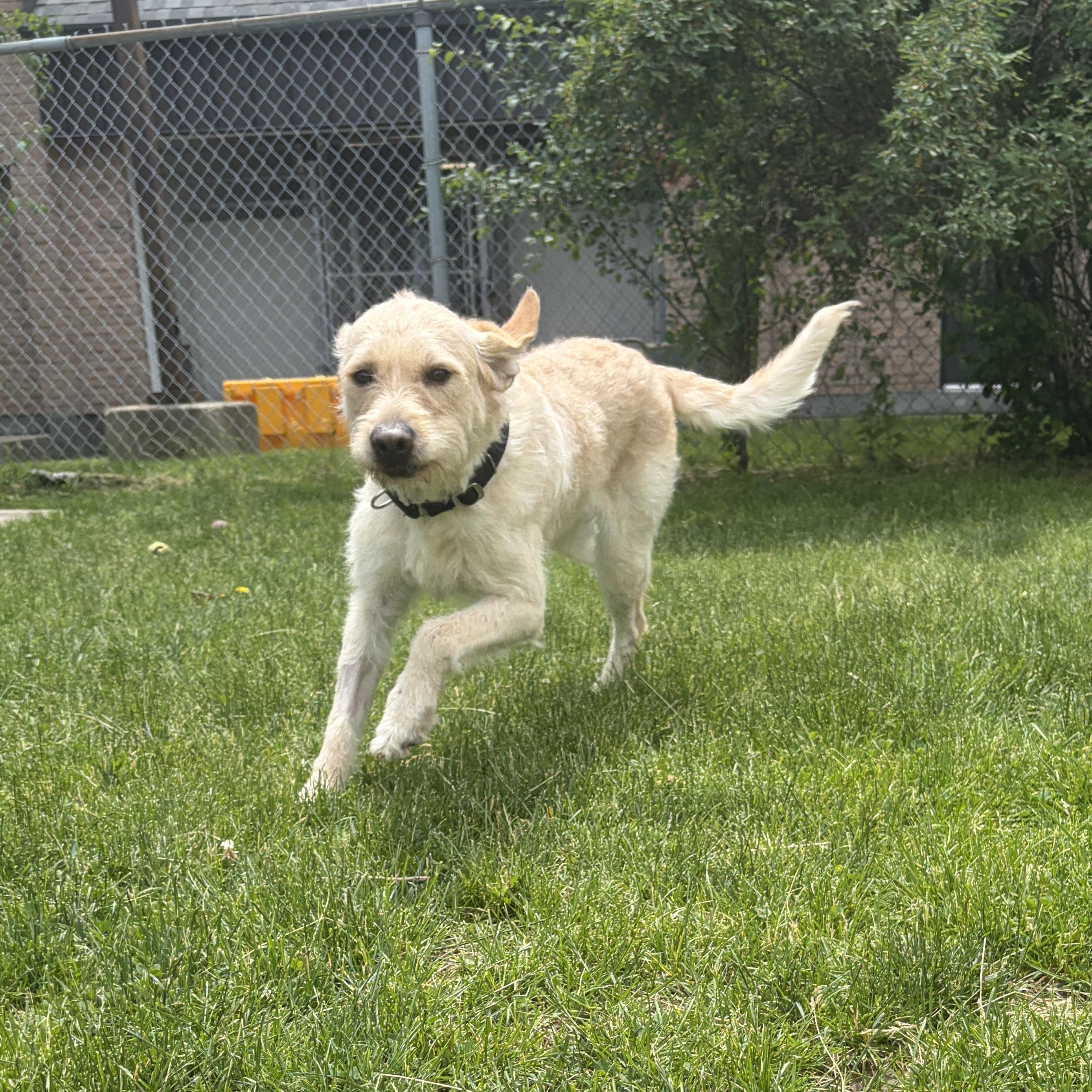 Enlarge Lincoln, an adoptable mixed breed in Mississauga, ON image 3/6