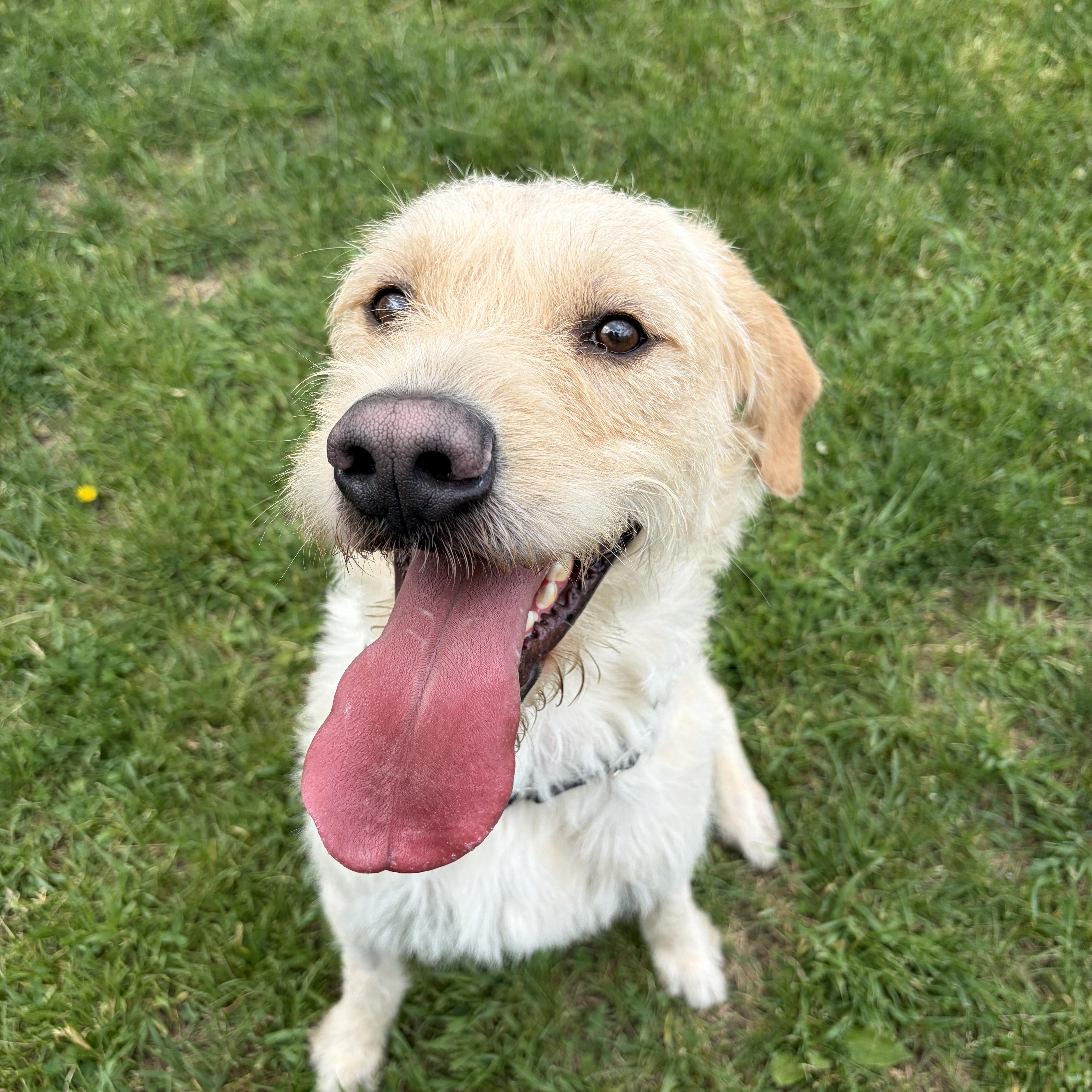 Enlarge Lincoln, an adoptable mixed breed in Mississauga, ON image 4/6