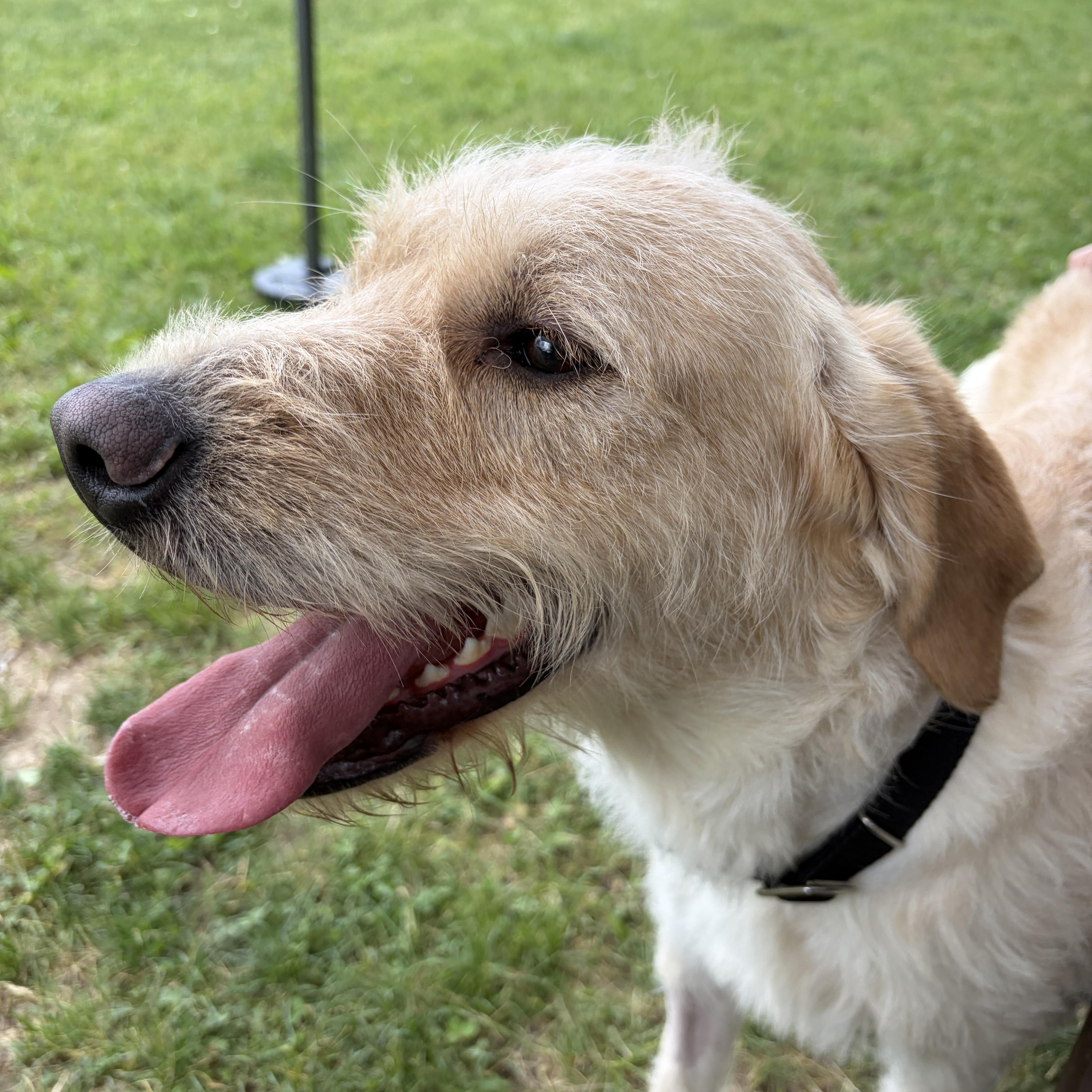 Enlarge Lincoln, an adoptable mixed breed in Mississauga, ON image 5/6