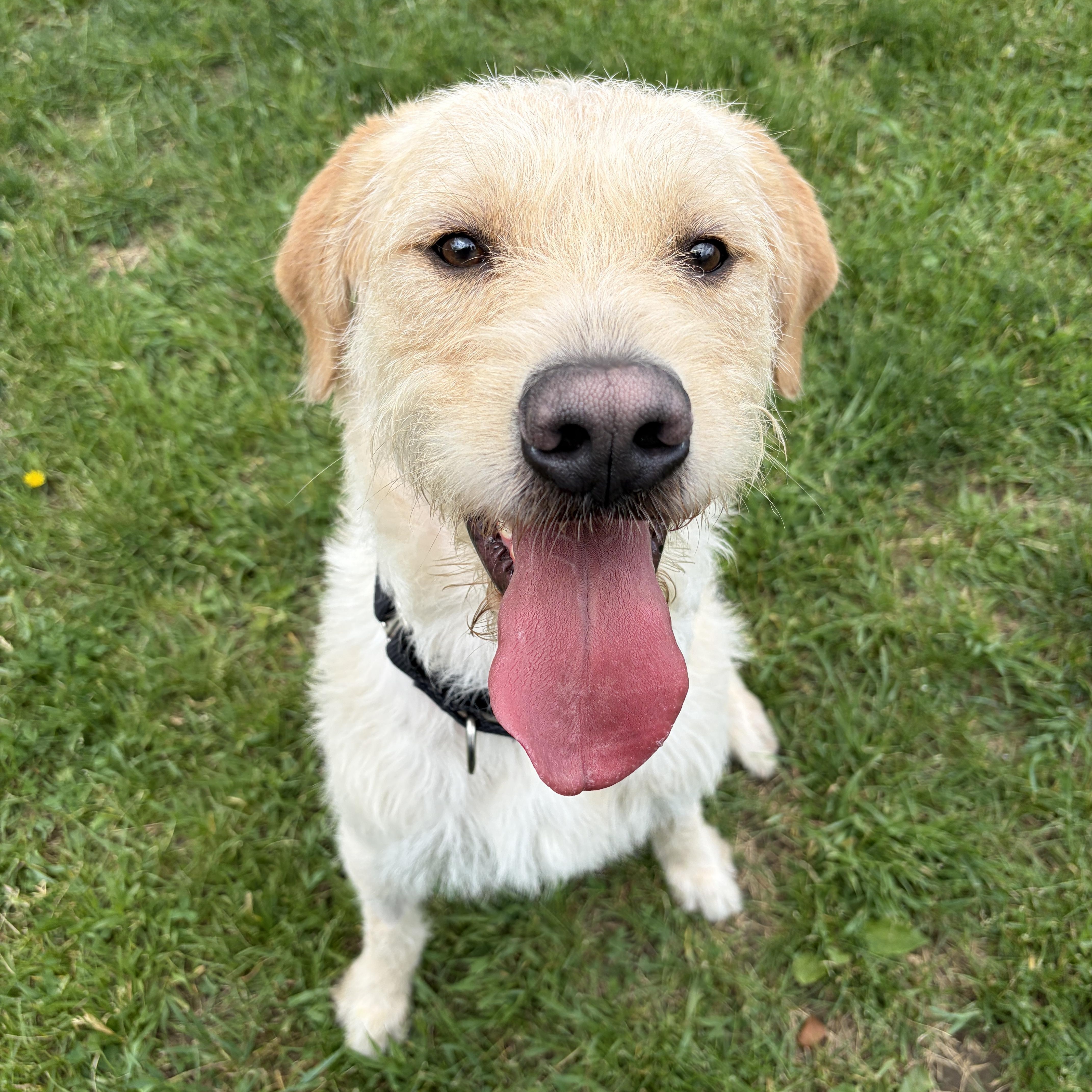 Enlarge Lincoln, an adoptable mixed breed in Mississauga, ON image 2/6