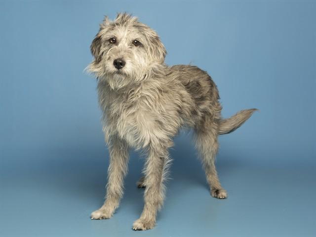 KELLY, Adoptable, Young Female Schnauzer & Mixed Breed.