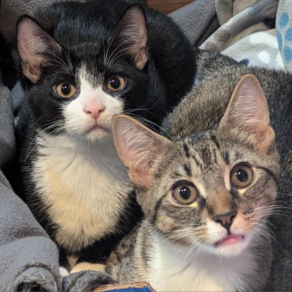 Tango, Adoptable, Adult Male Domestic Short Hair.