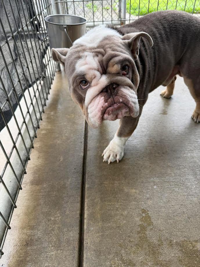 Tater, ADOPTABLE, Adult Male American Bulldog.