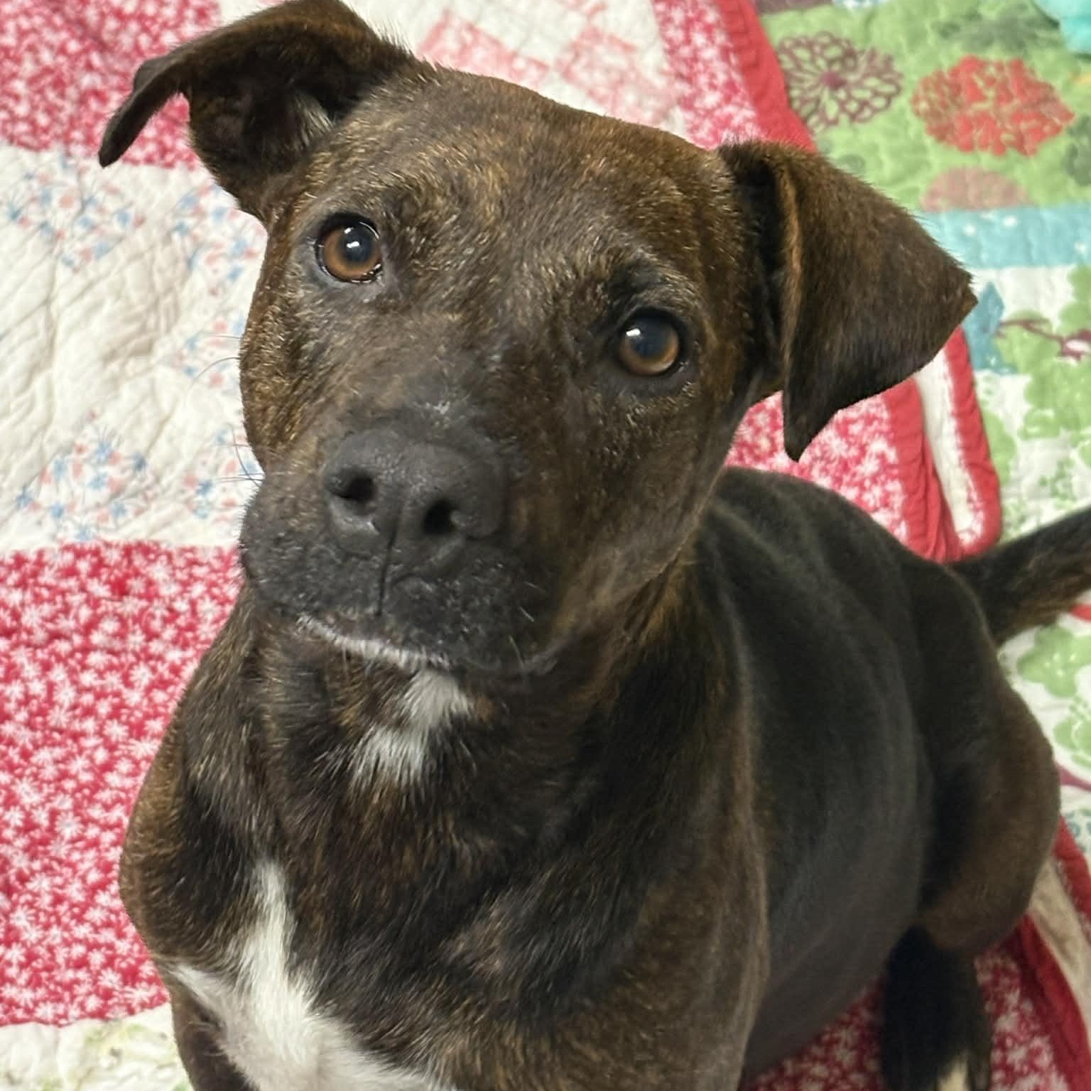 Willow — thumbnail 2