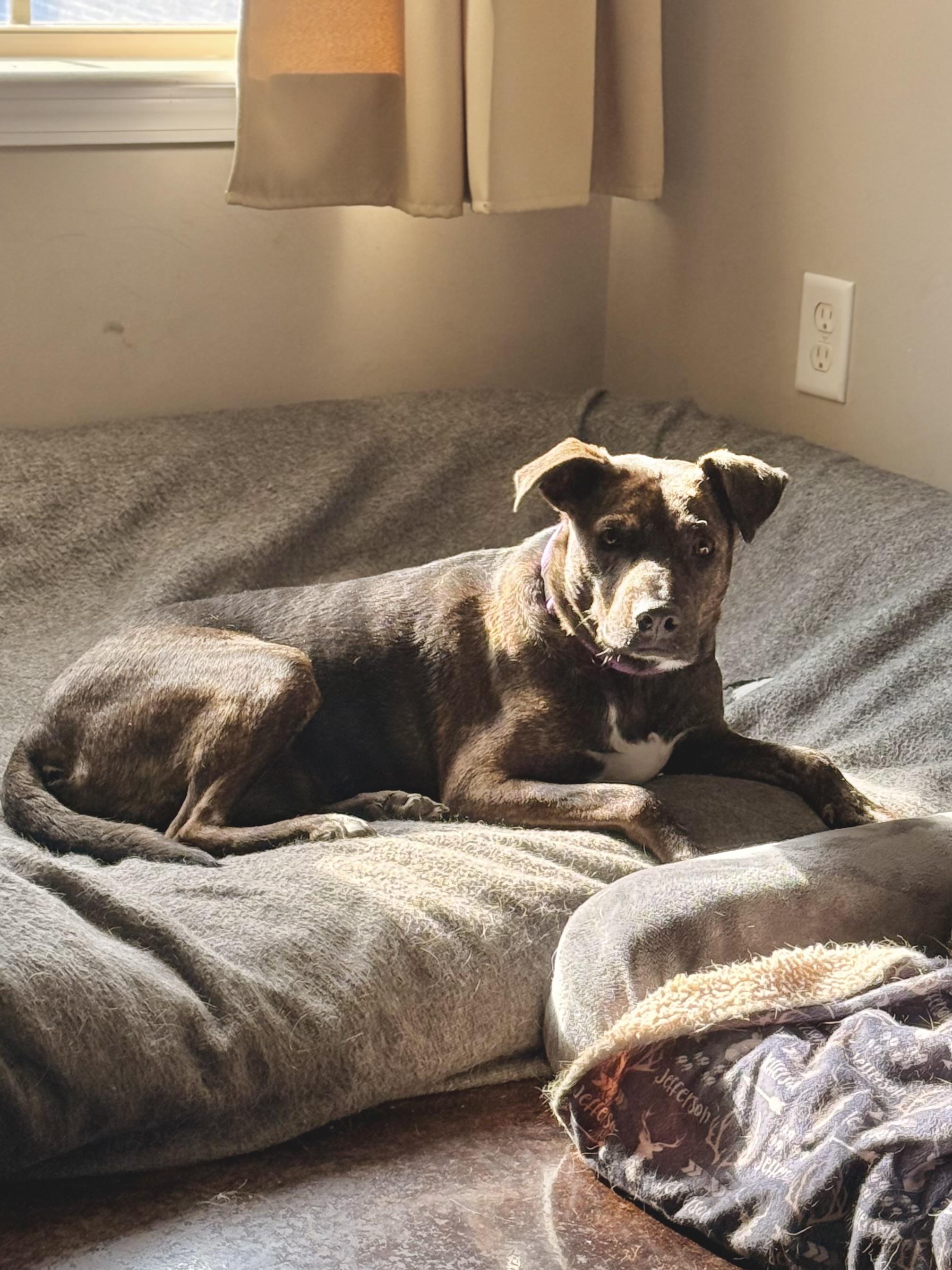 Willow — thumbnail 3