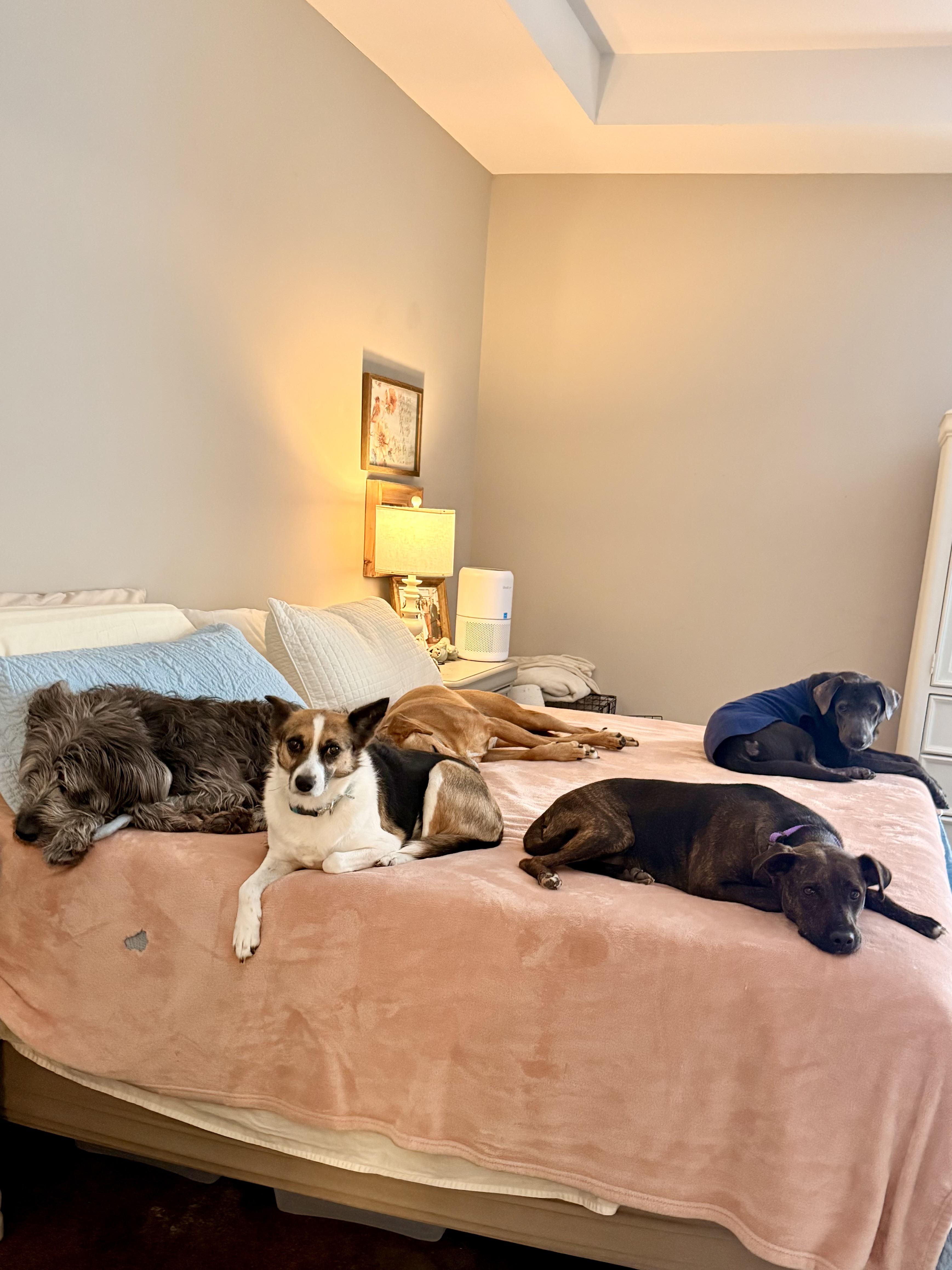 Willow — thumbnail 4