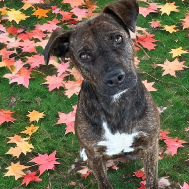 Willow — thumbnail 5