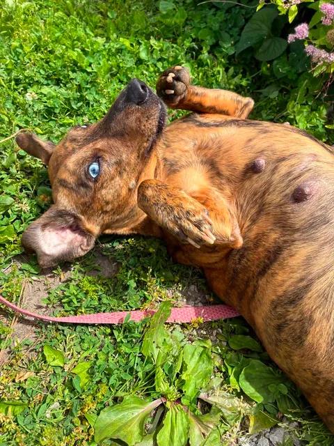 May May, a ADOPTABLE mixed breed in Mason City, IL image 2/6