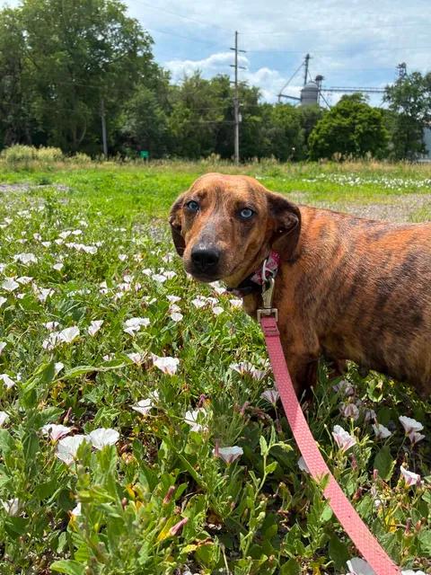May May, a ADOPTABLE mixed breed in Mason City, IL image 6/6