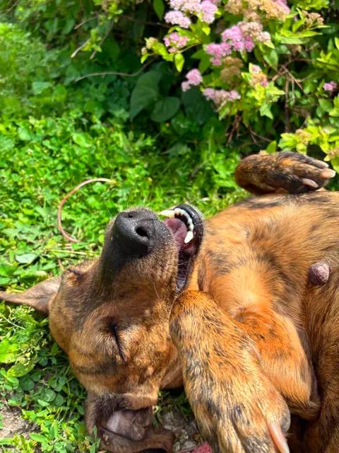 May May, a ADOPTABLE mixed breed in Mason City, IL image 5/6