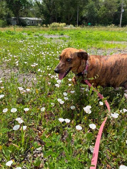 May May, a ADOPTABLE mixed breed in Mason City, IL image 3/6
