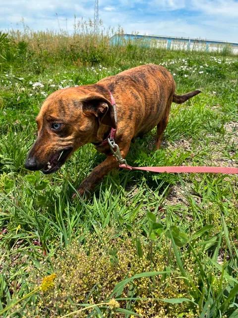 May May, ADOPTABLE, Adult Female Dachshund.