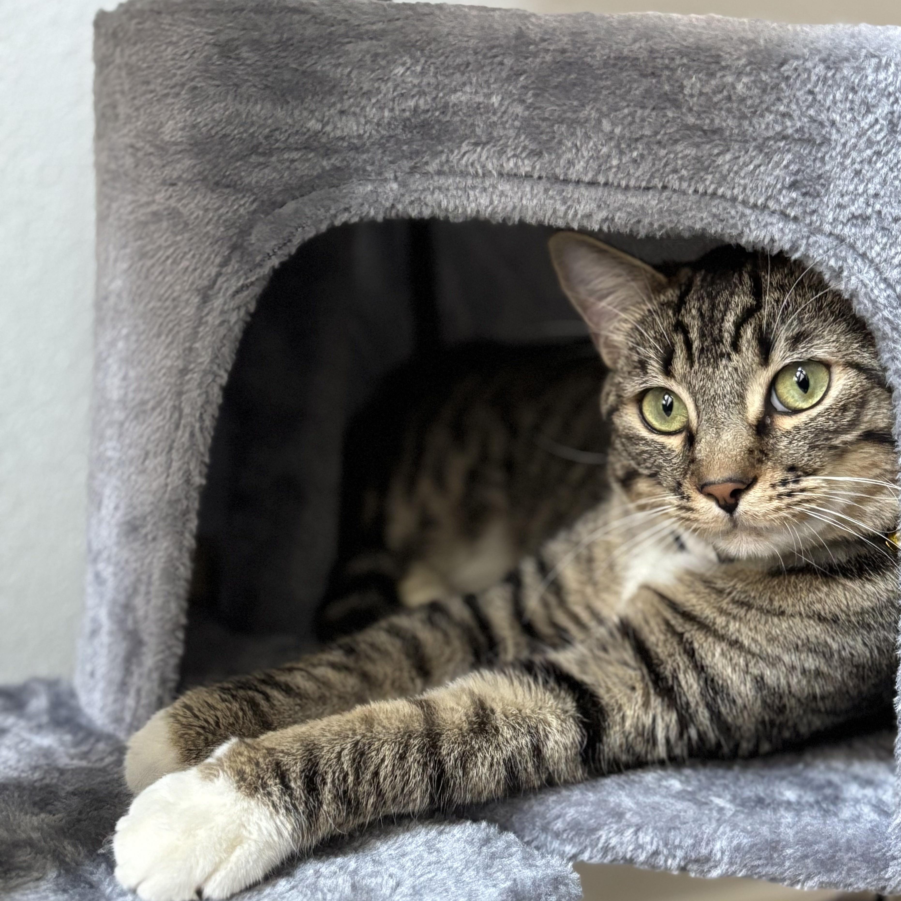 Milo (Male Cat) Domestic Short Hair Cat