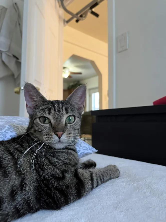 Enlarge Gnocchi, a Adoptable Domestic Short Hair in Weehawken, NJ image 5/6
