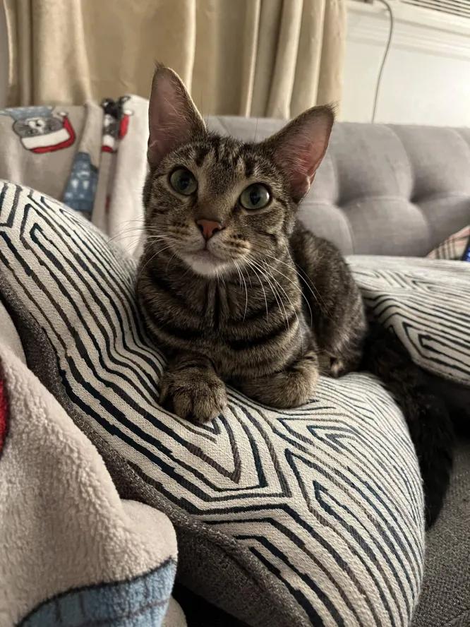 Gnocchi, Adoptable, Young Female Domestic Short Hair.