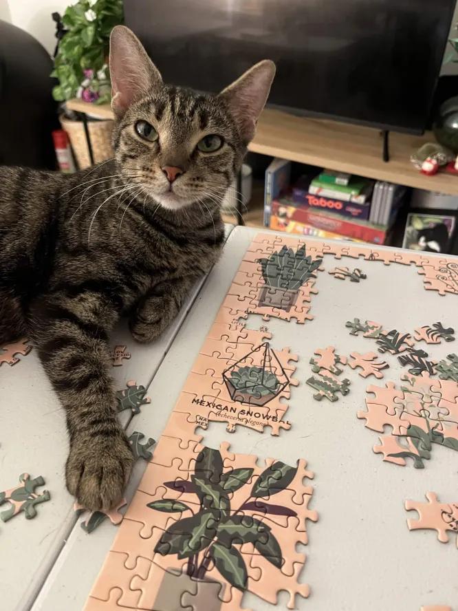 Enlarge Gnocchi, a Adoptable Domestic Short Hair in Weehawken, NJ image 6/6
