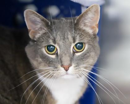 Charlotte, Adoptable, Adult Female Domestic Short Hair.