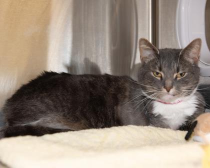 Enlarge Charlotte, a Adoptable Domestic Short Hair in West Seneca, NY image 2/3